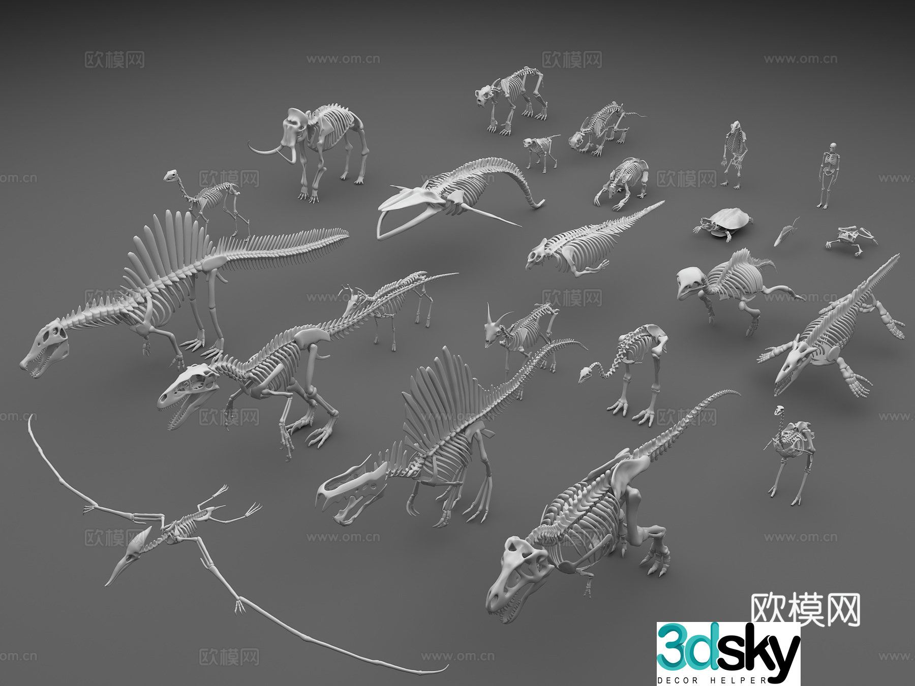 Dinosaur fossils dinosaur skeletons dinosaur skeletons fossils 3D model