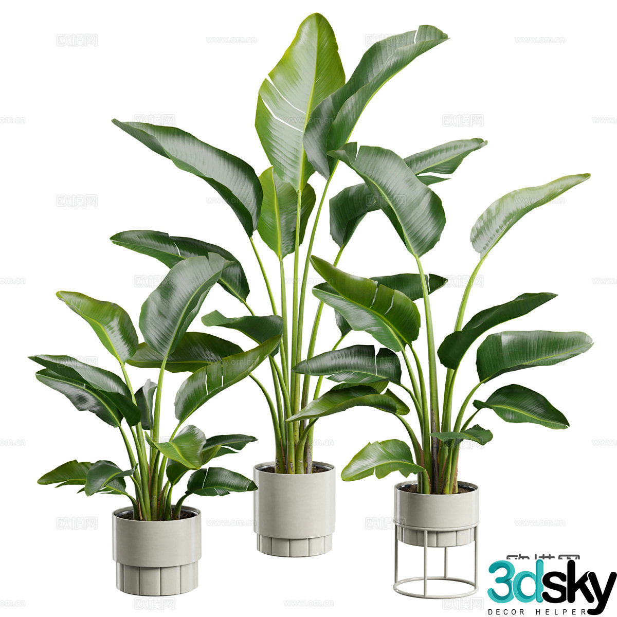 Green plant potted banana leaves 3D model