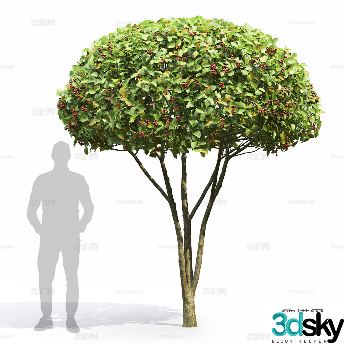 Hawthorn tree 3d model
