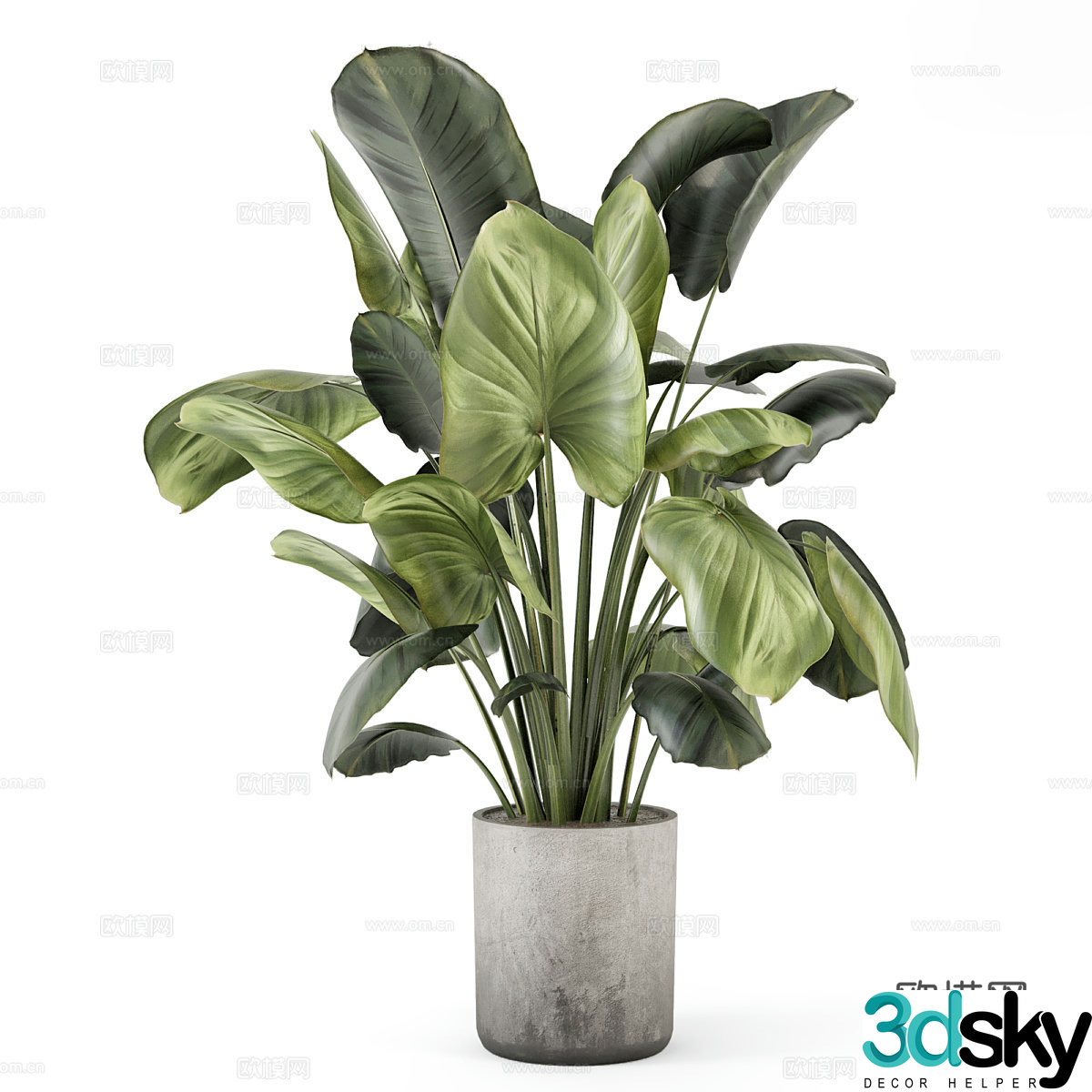 Green plant potted banana leaves 3D model