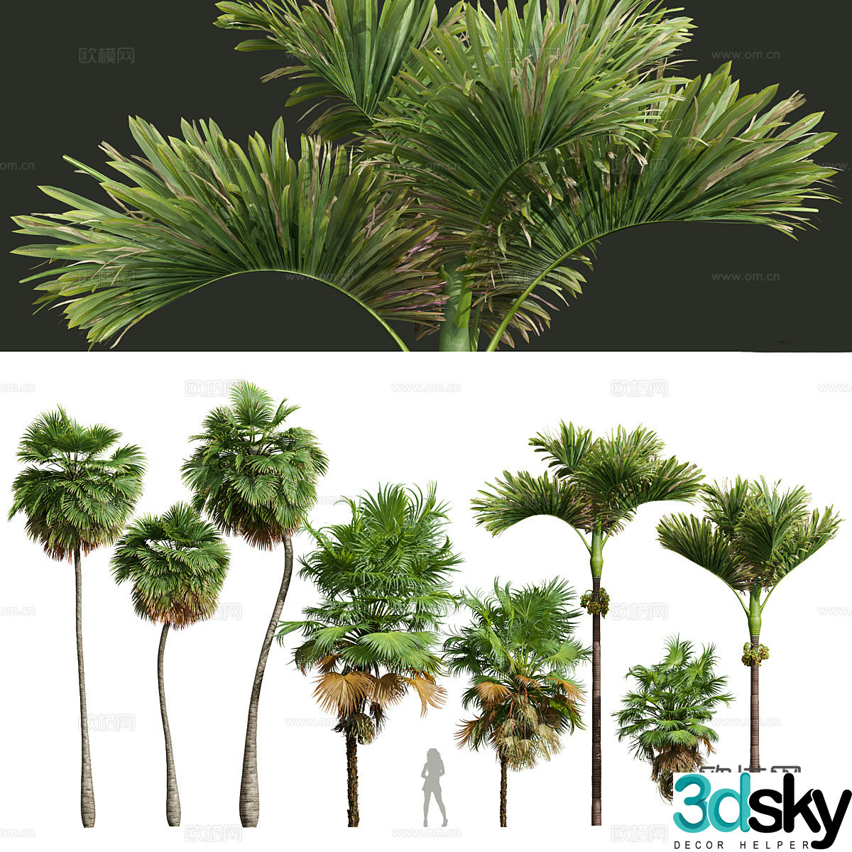 Tropical tree green tree planting 3d model