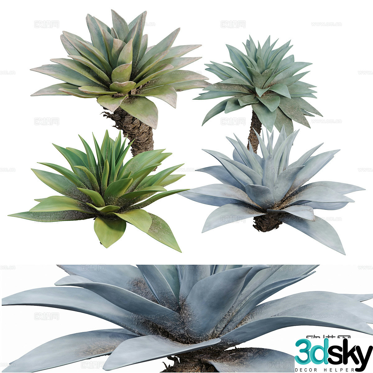 Agave tropical bush 3d model