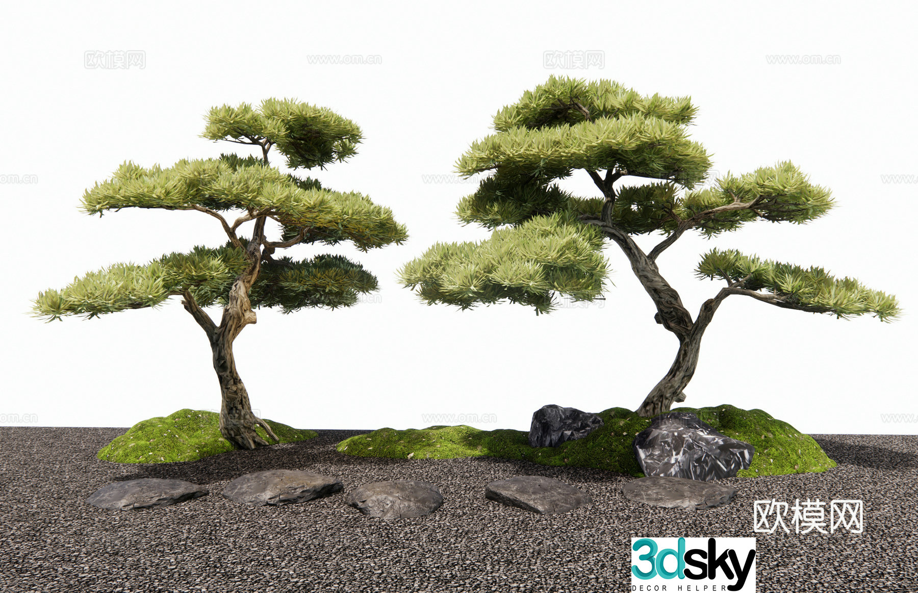 New Chinese Populus Arhat Black Pine Landscape Tree Tree Stone Step Moss 3D Model