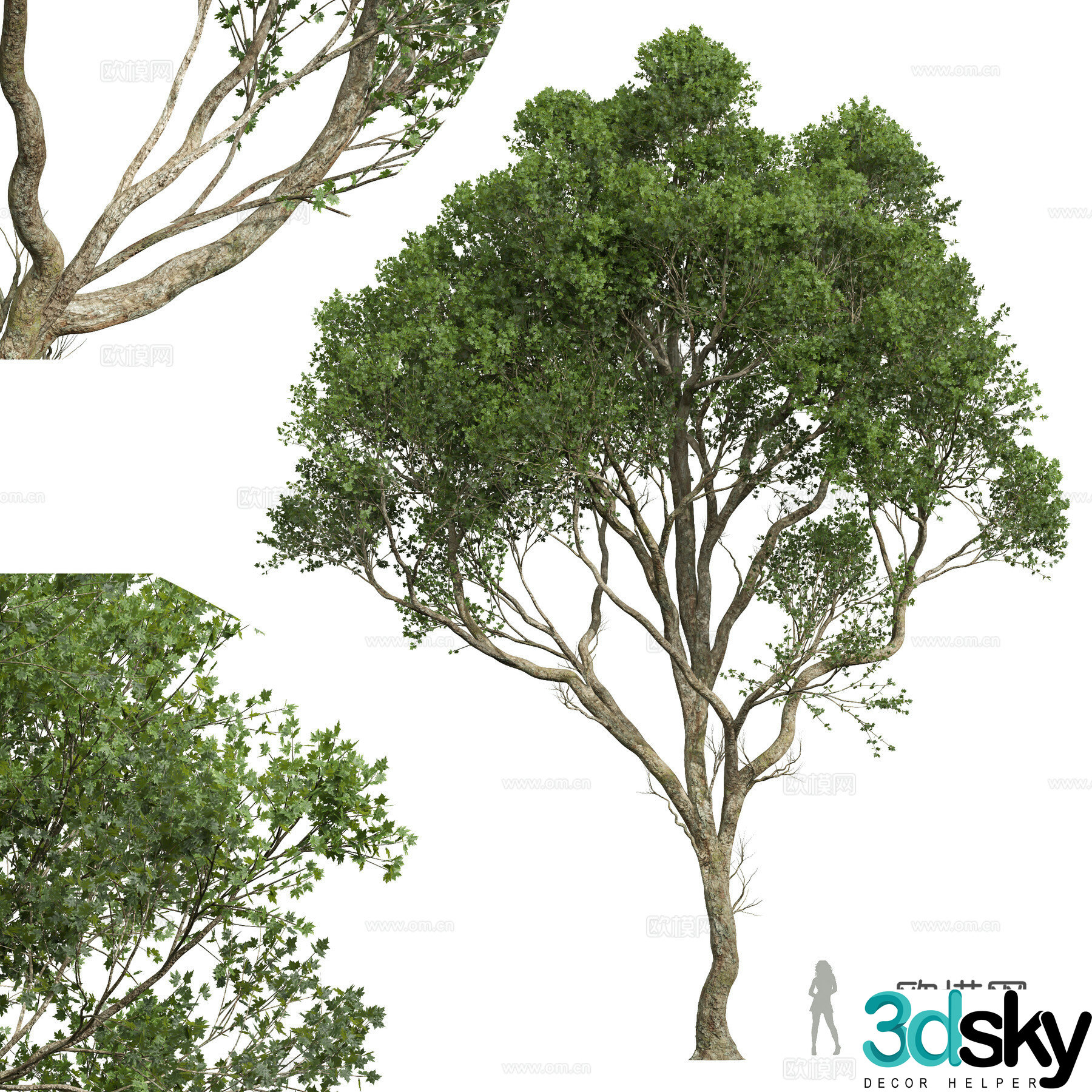 Ash Tree Landscape Tree 3D Model