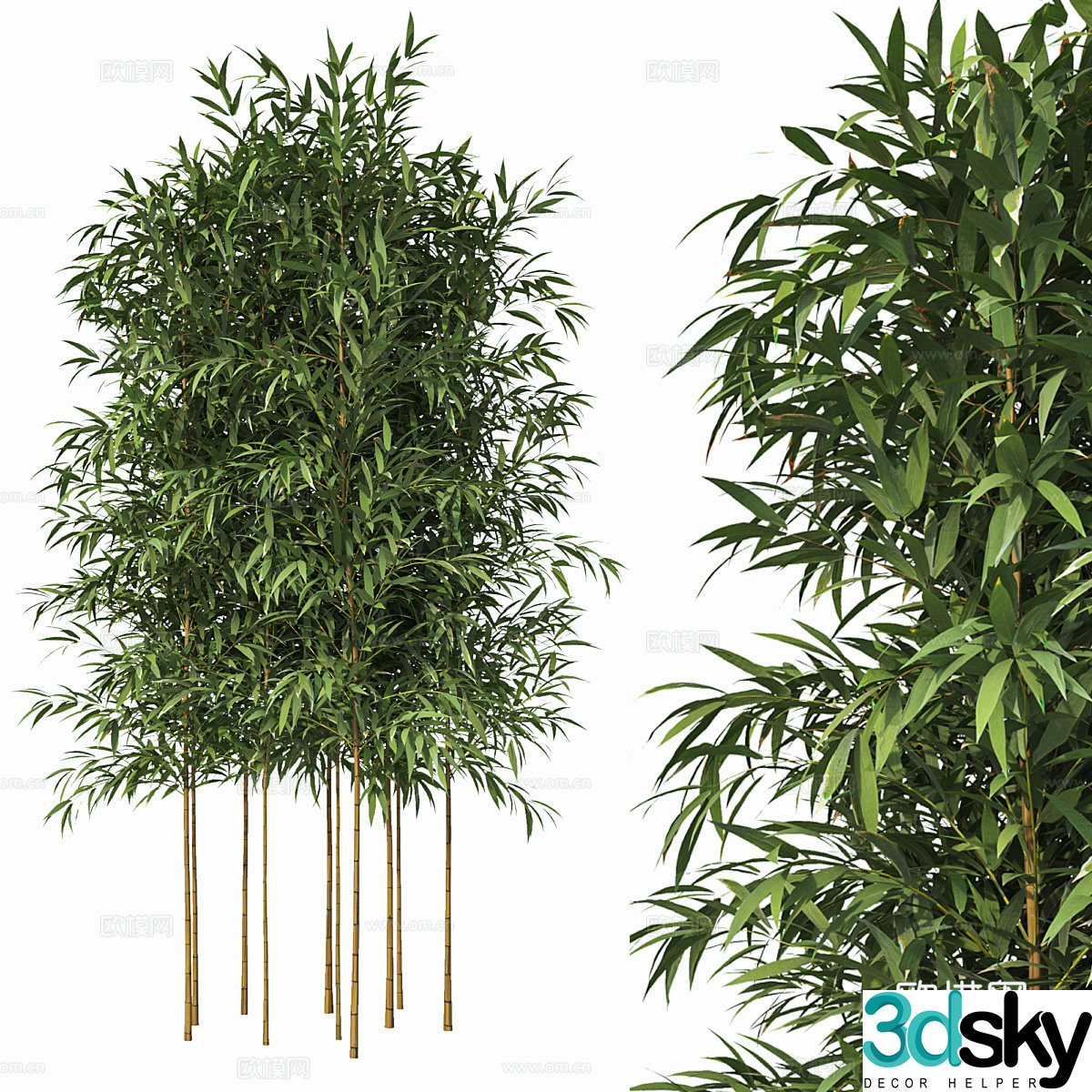 Bamboo 3d model
