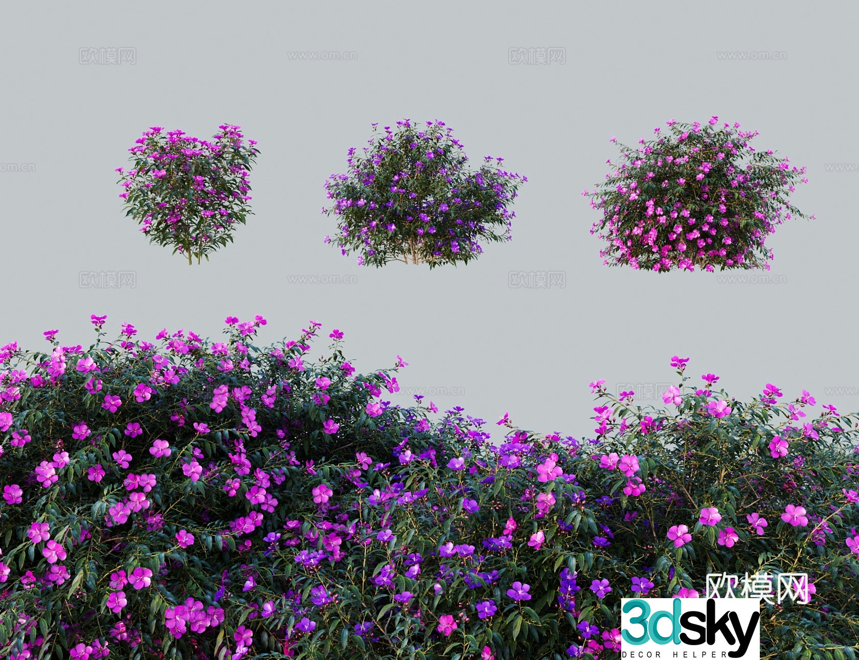 Modern tree shrub Brazilian wild peony purple peony purple air coming from the east Princess flower purple wild peony 3D model
