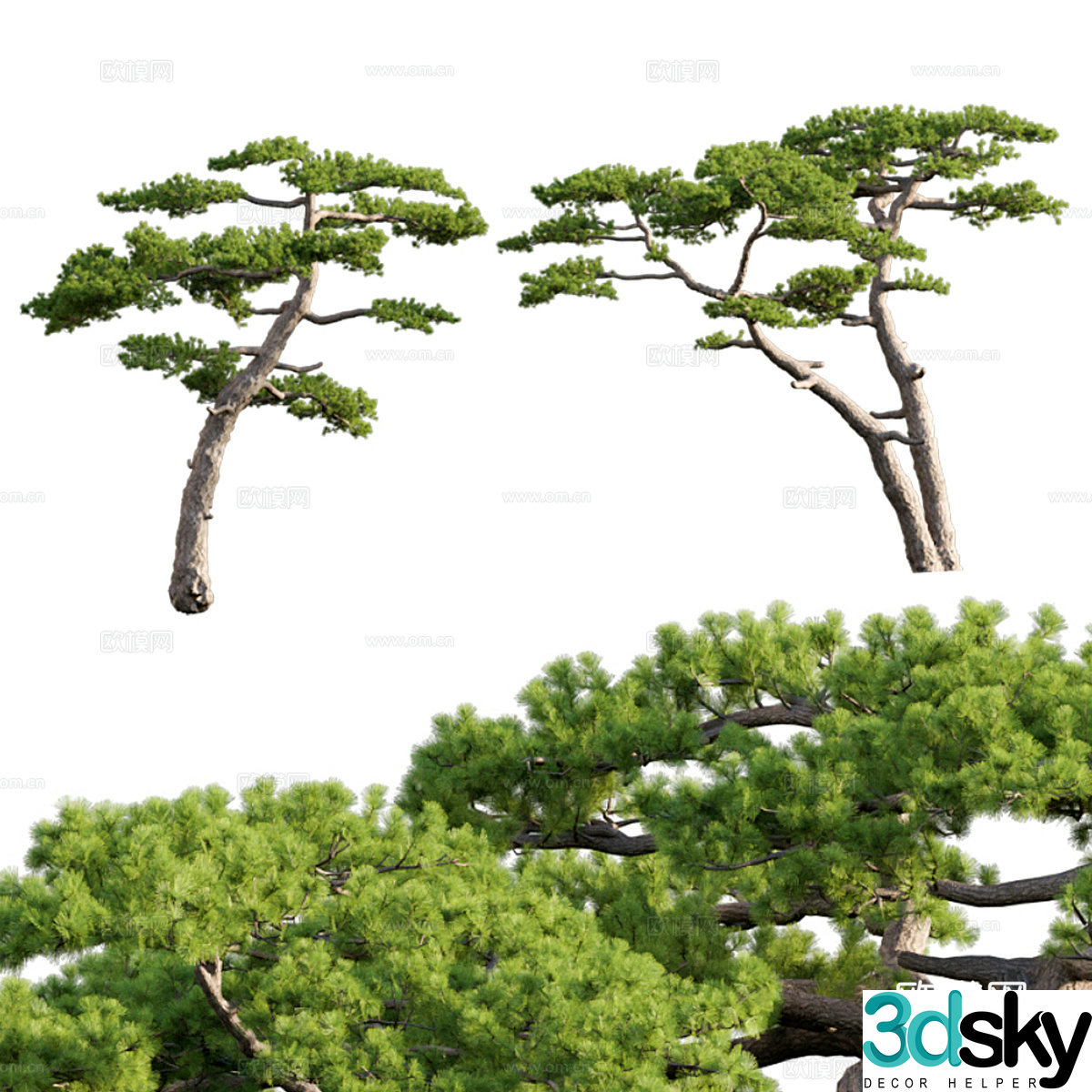 Pine tree 3d model