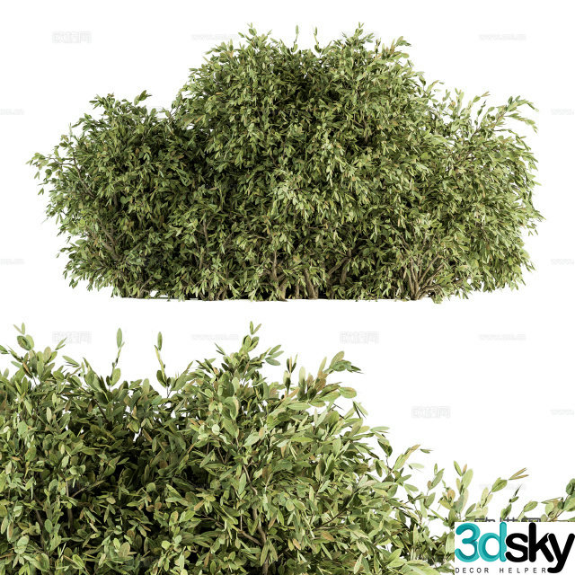 3d model of bushes