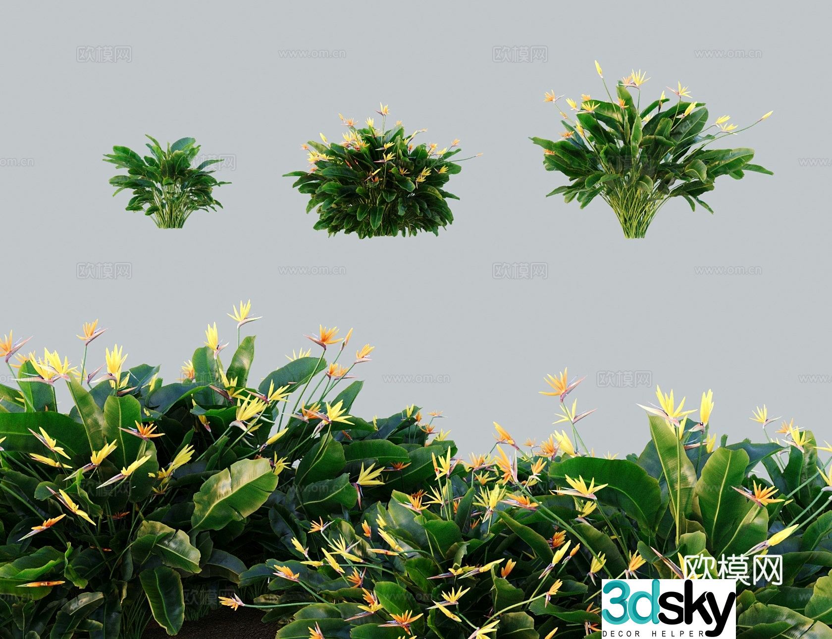 Modern tree shrub Strelitzia Bird of Paradise 3d model