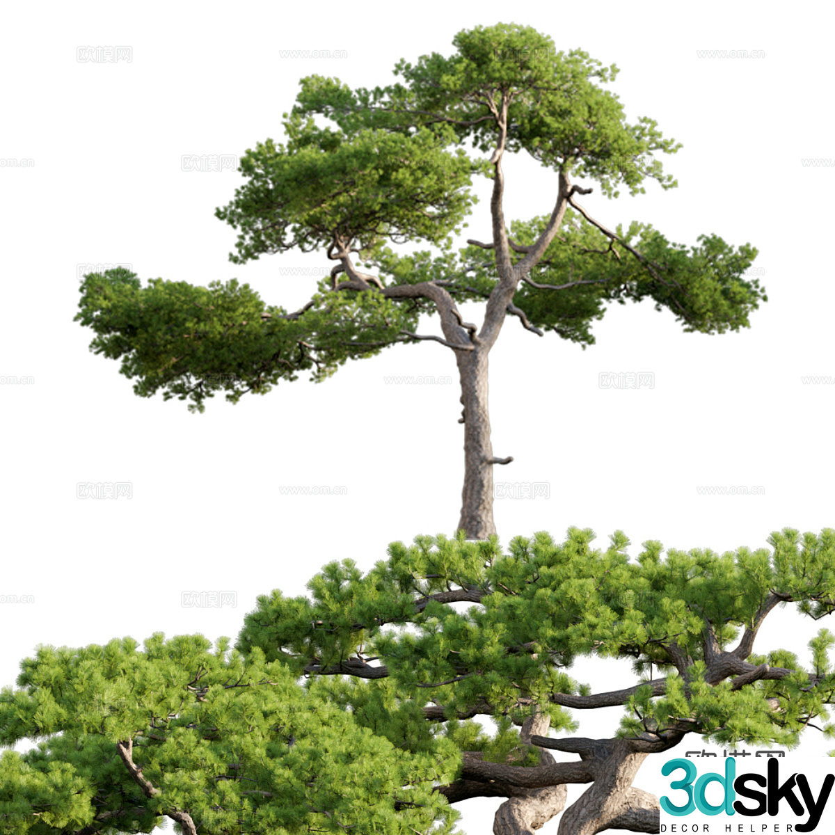 Pine tree 3d model