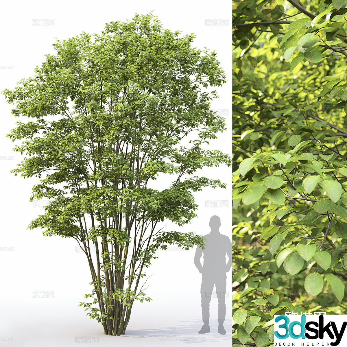 Tree 3D Model