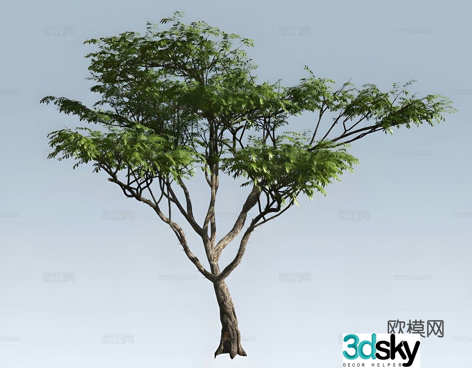 Acacia tree Landscape tree 3d model