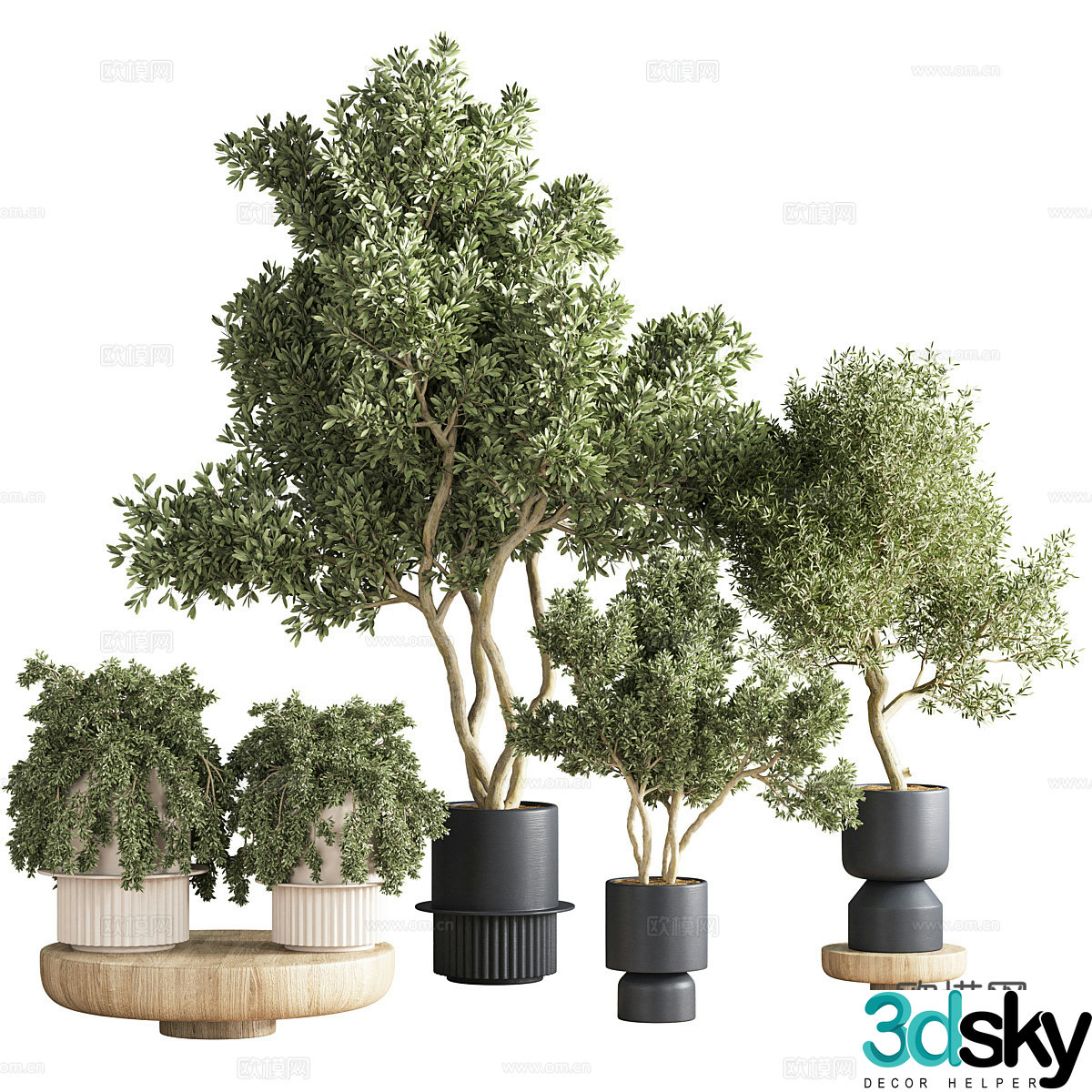 Green plant potted 3D model