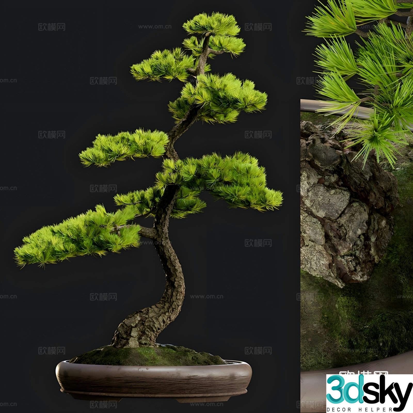 Welcome pine 3D model