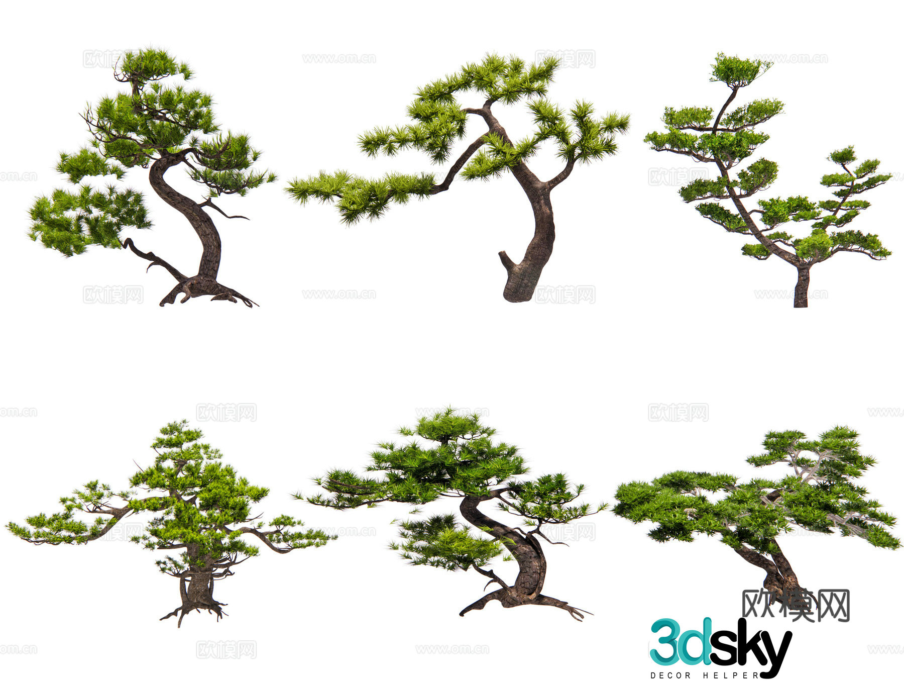 Chinese black pine pine pine pine pine pine pine pine pine pine pine 3D model