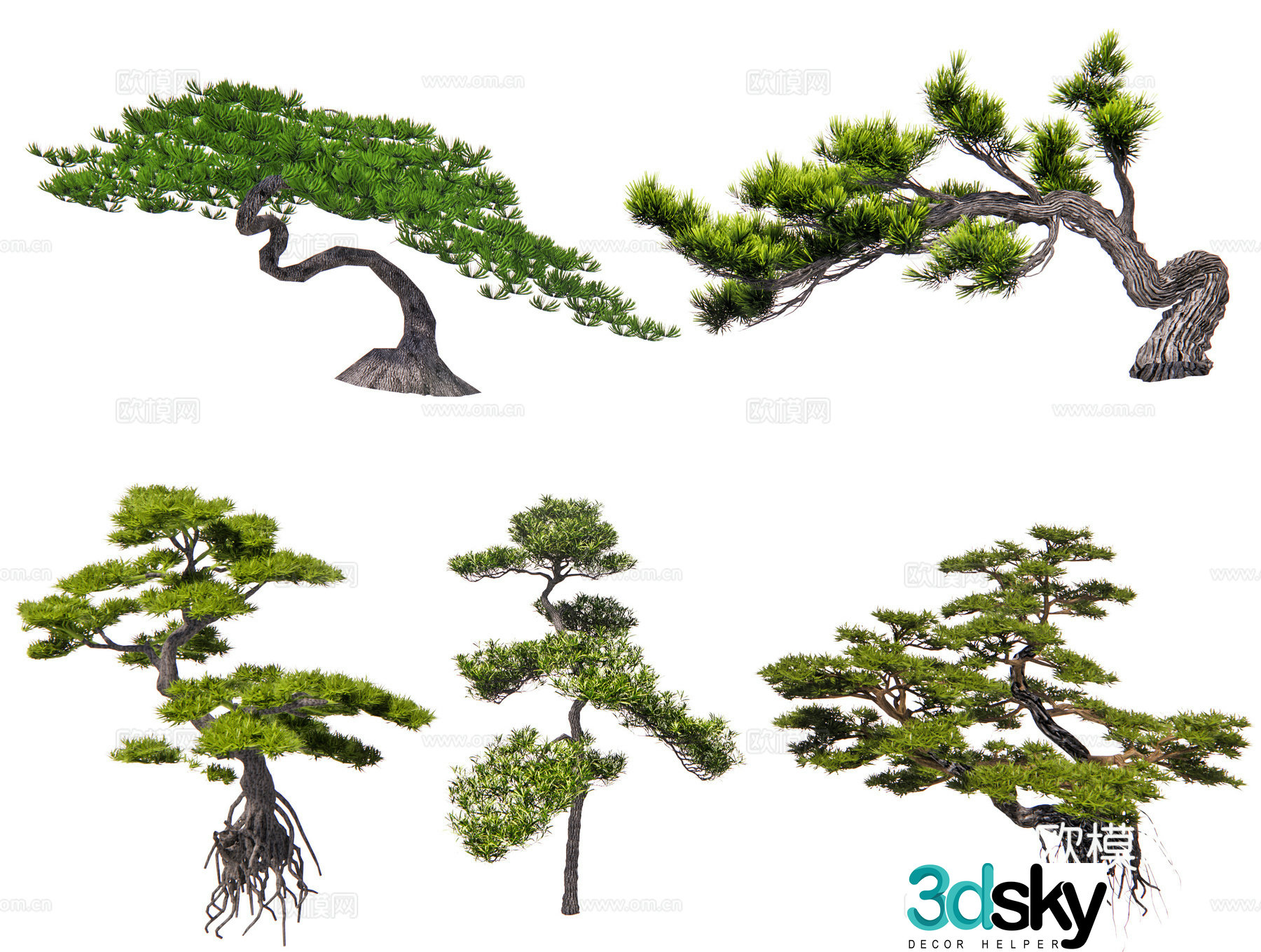 Chinese Populus Populus Black Pine Shaped Pine Pine Oil Pine Welcoming Pine Modeling Tree Garden Pine 3D Modeling