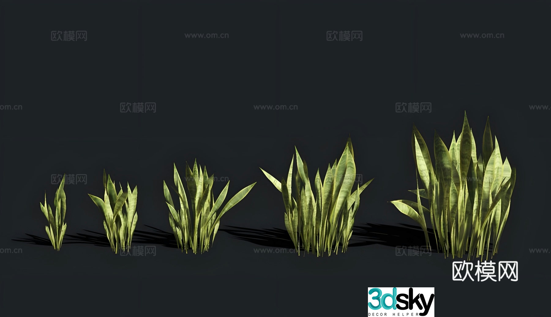 Tiger tail orchid 3D model