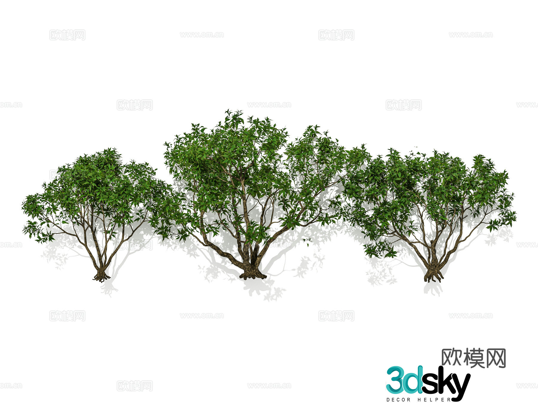 Modern plants Garden garden Cluster shrubs Evergreen shrubs Flower shrubs Combination 3D model