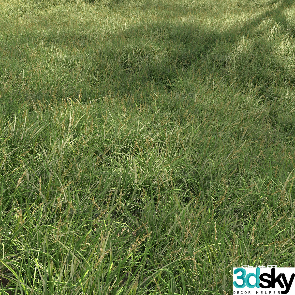 Lawn grass 3d model
