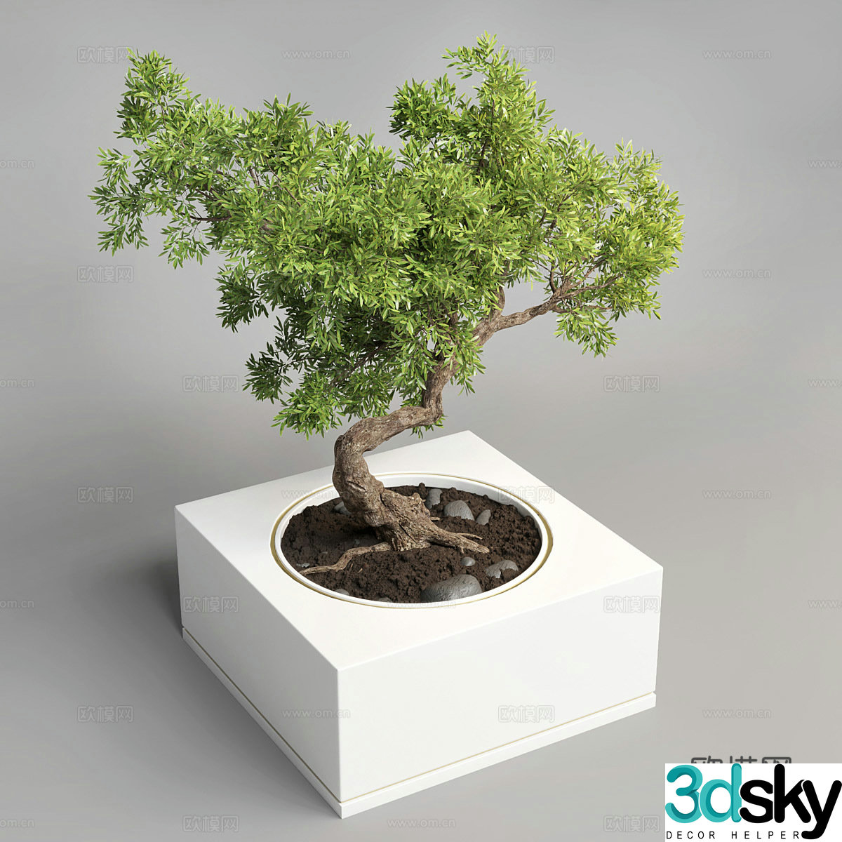 Potted bonsai 3d model