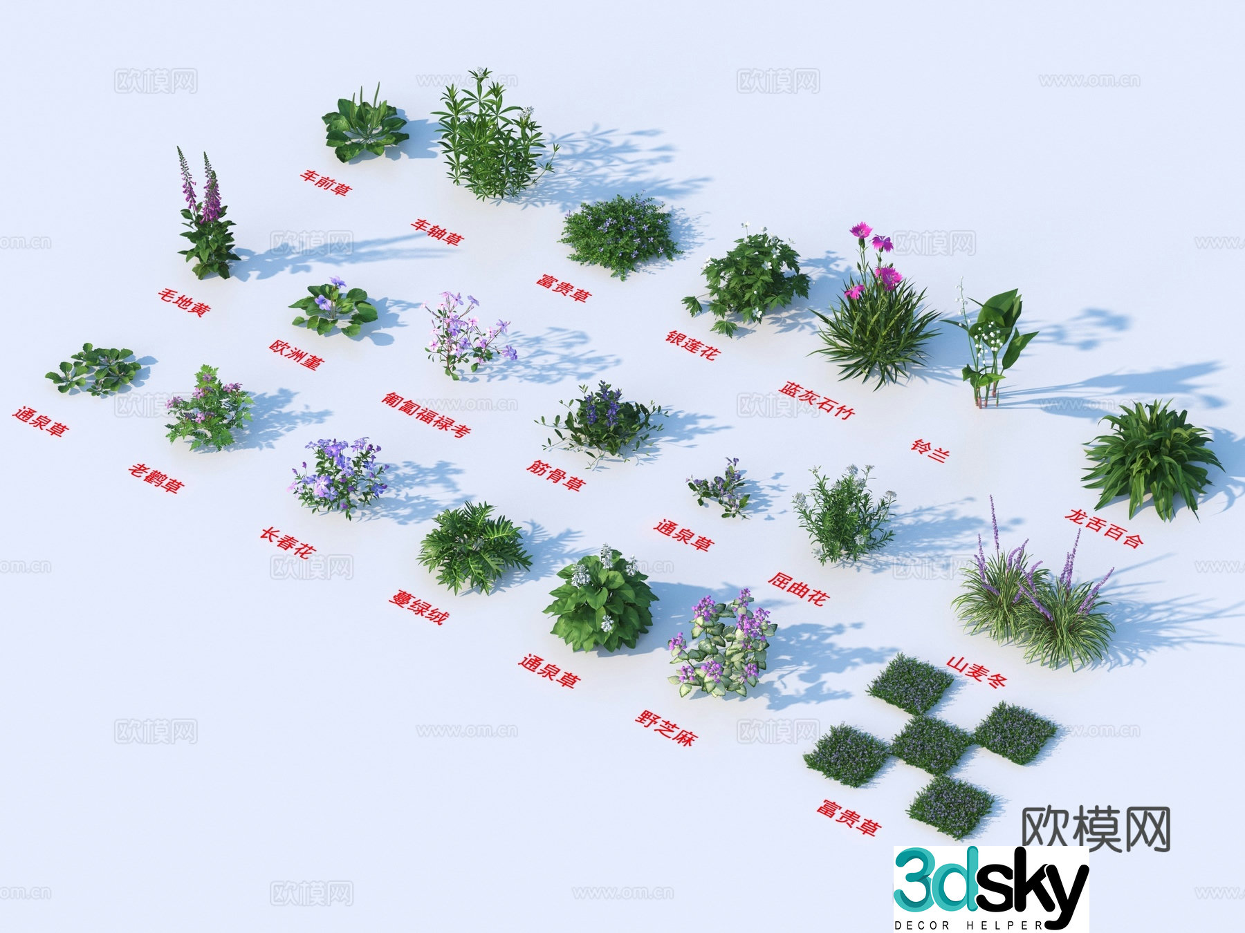 Shrubs flowers and plants plants plantain axle grass rich grass anemone blue and grey dianthus 3D model