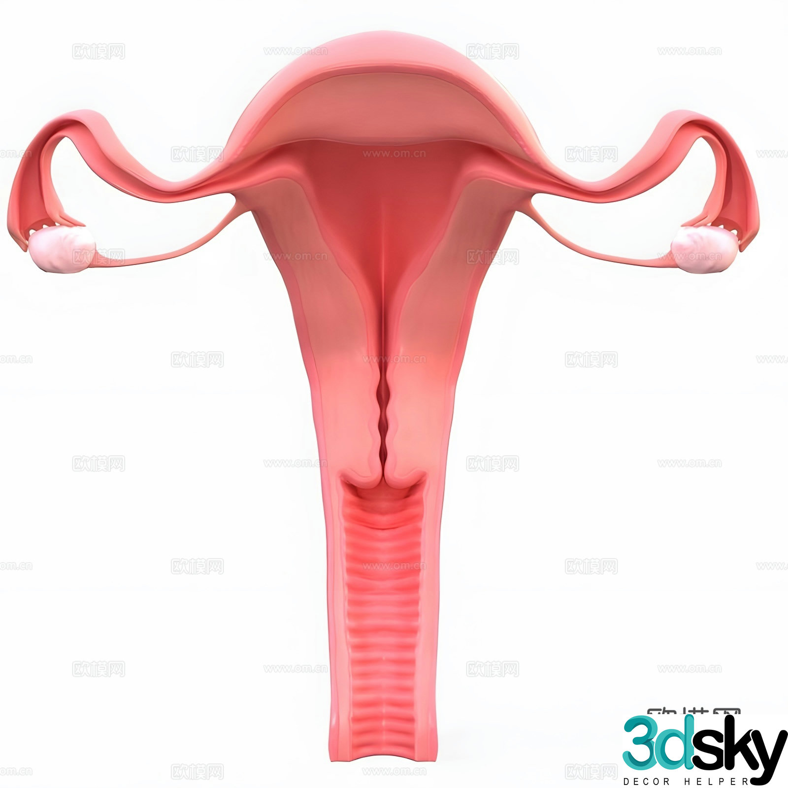 Female genitals 3d model