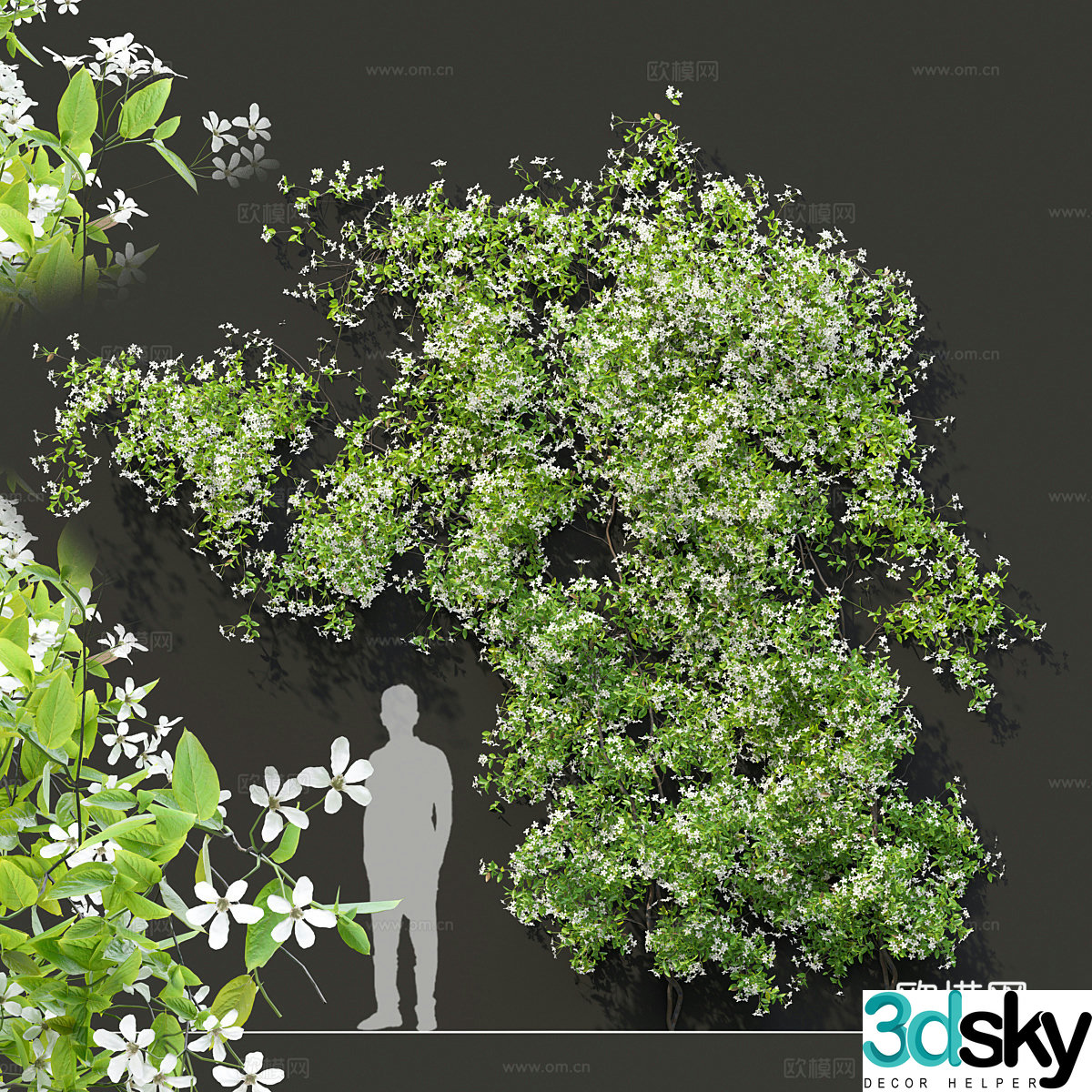 3D model of arbor