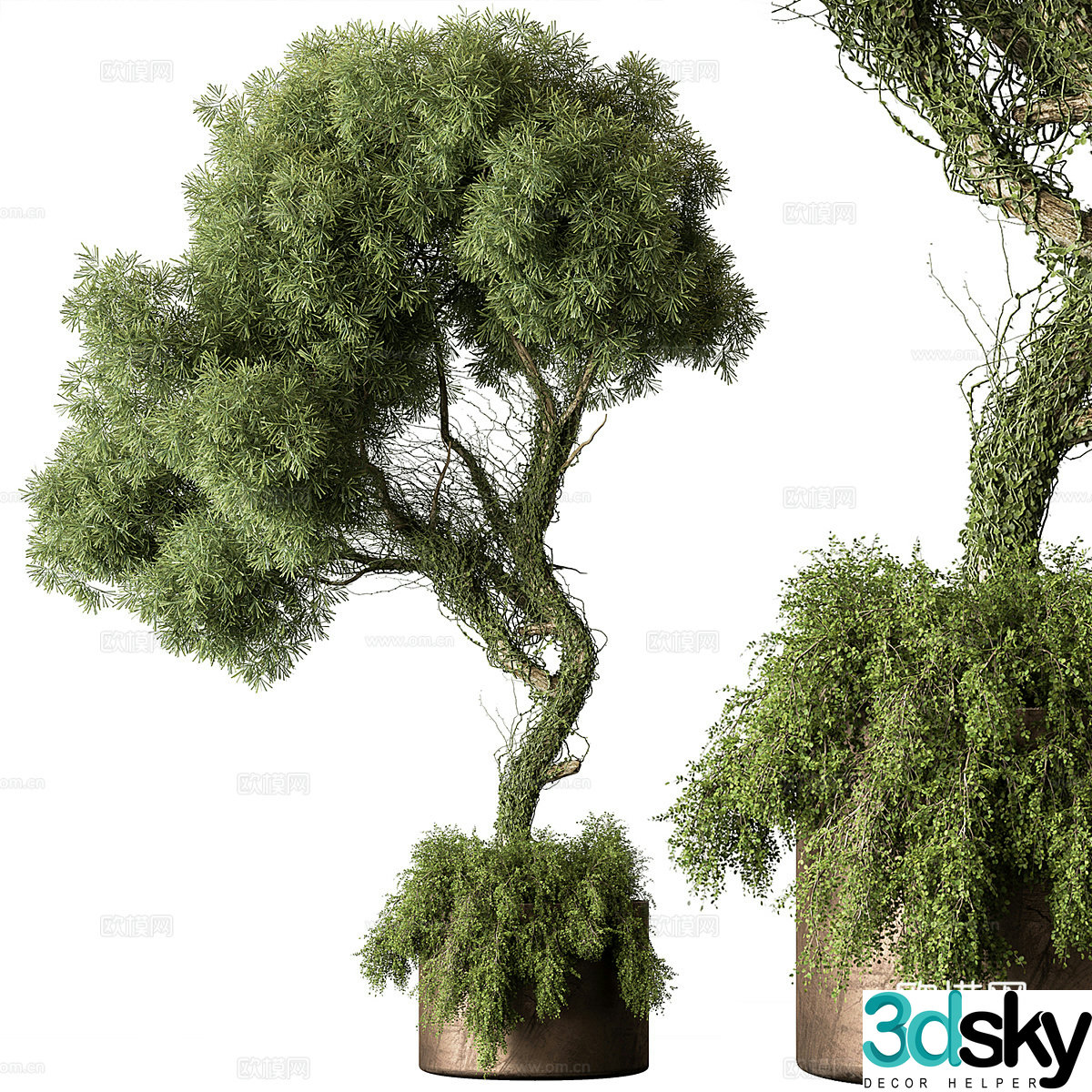 3D model of bonsai pot plant