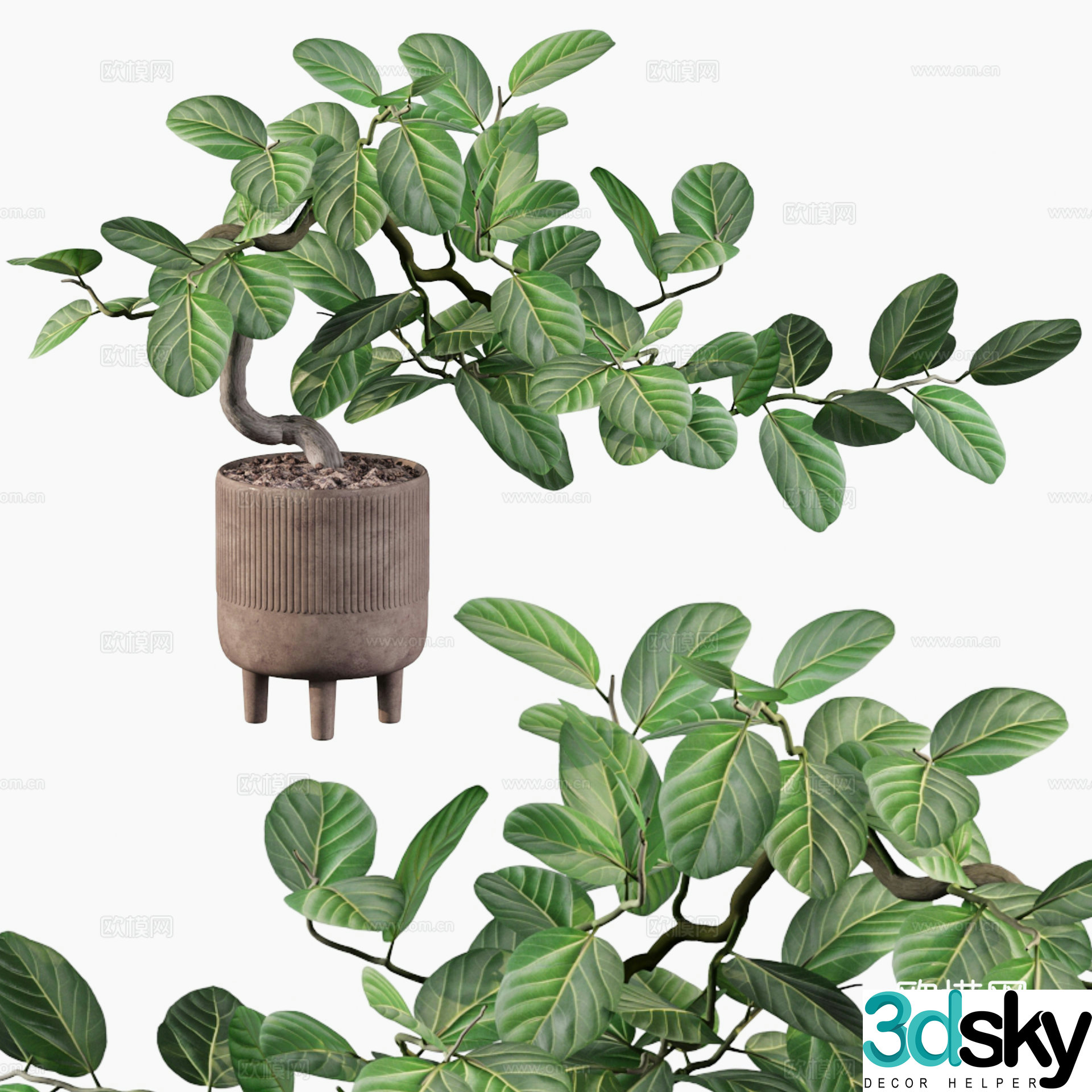 New Chinese green plant bonsai 3D model