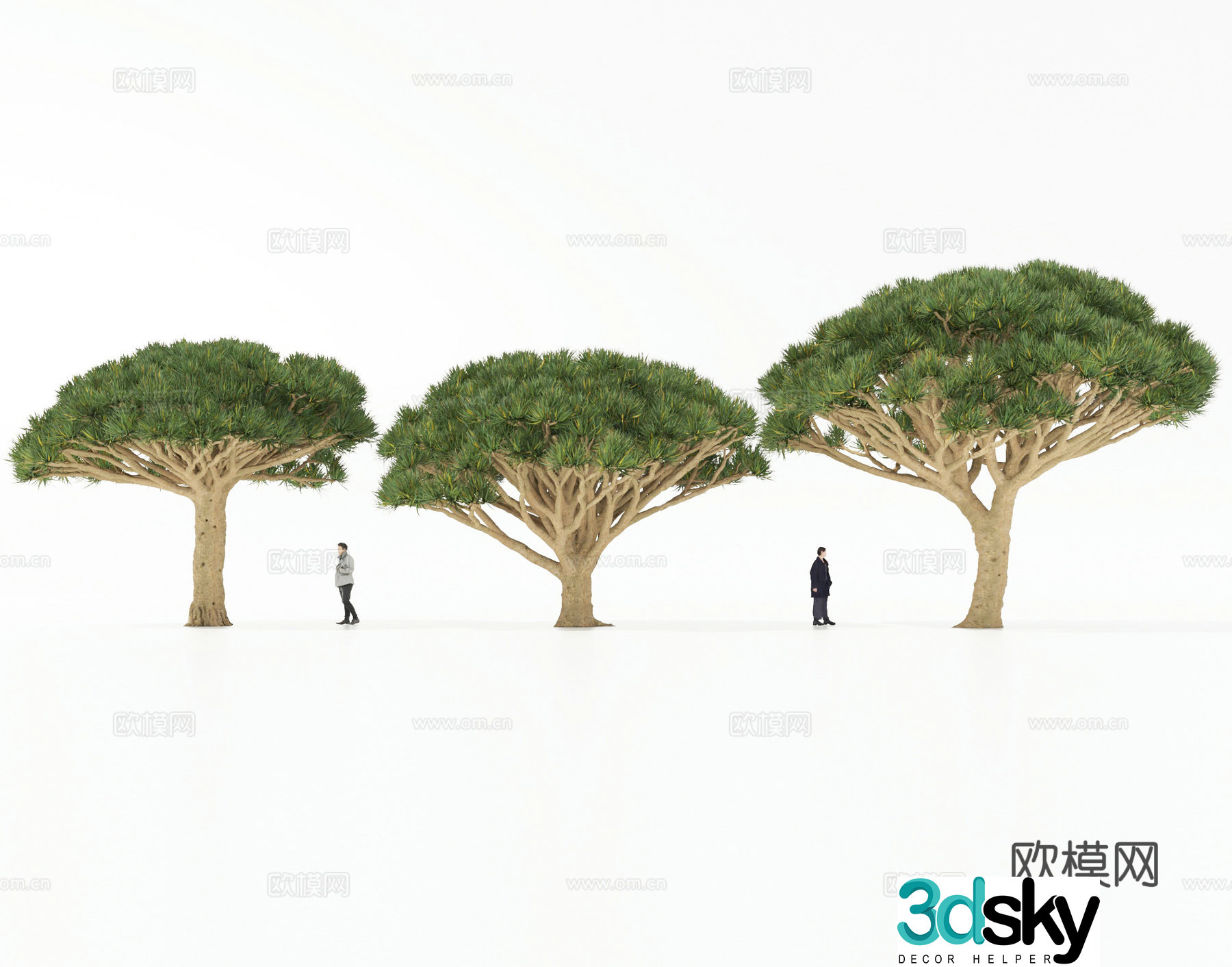 Modern Dragon Blood Tree Tree Big Tree Ancient Tree Tropical Plant 3D Model