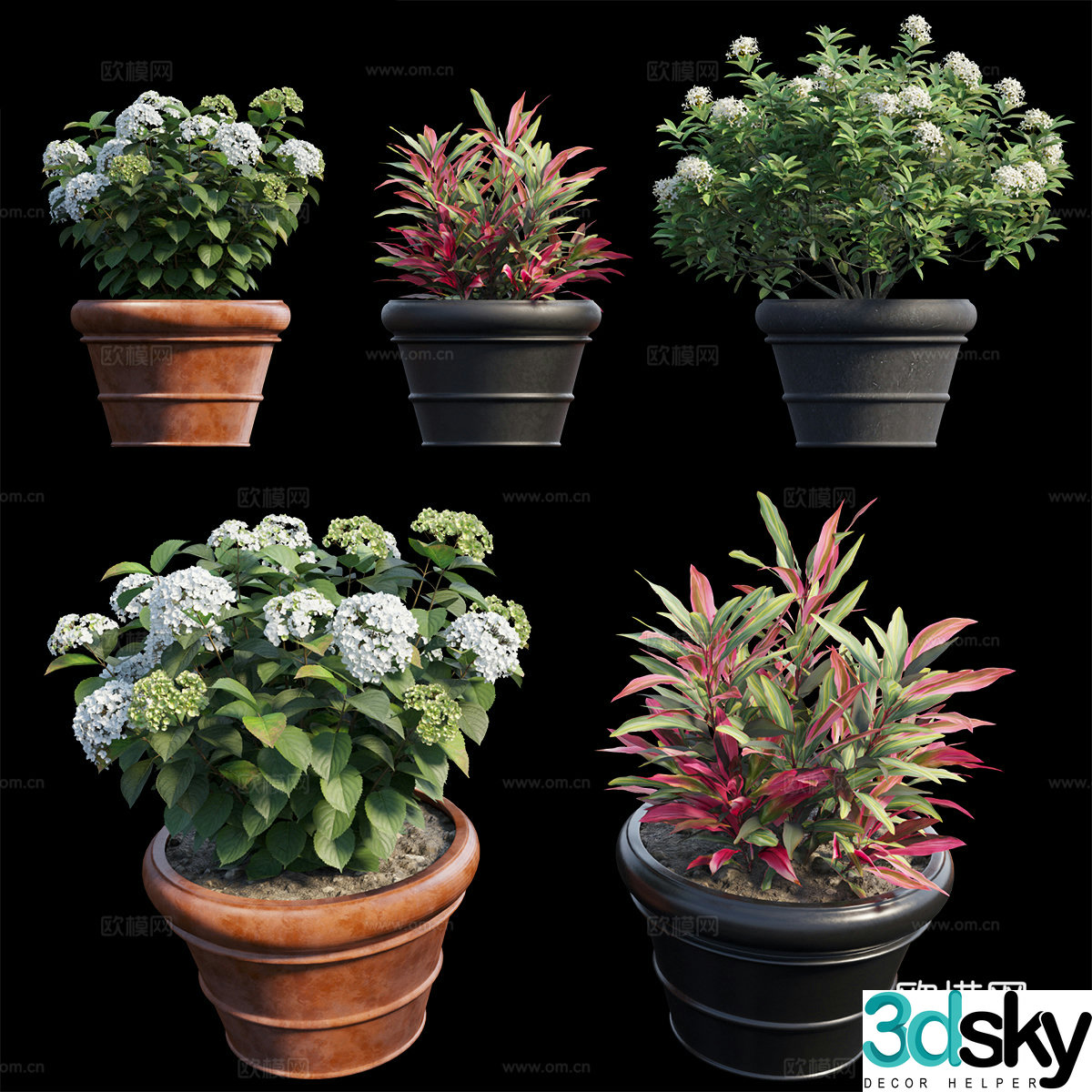 Hydrangea flower bonsai 3d model