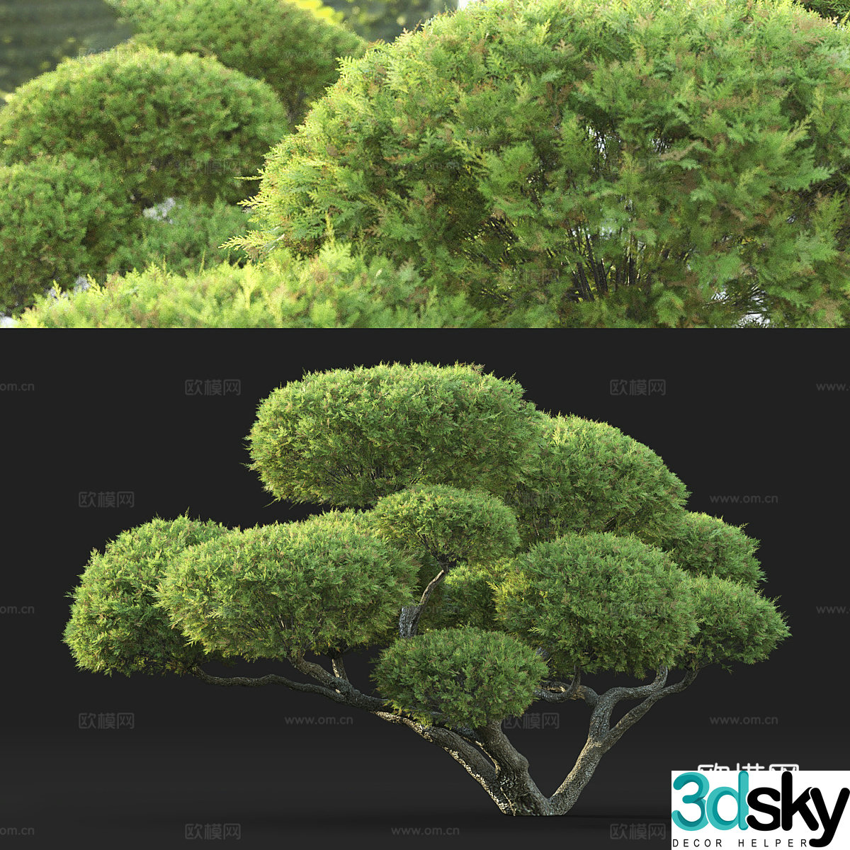 New Chinese bonsai 3D model