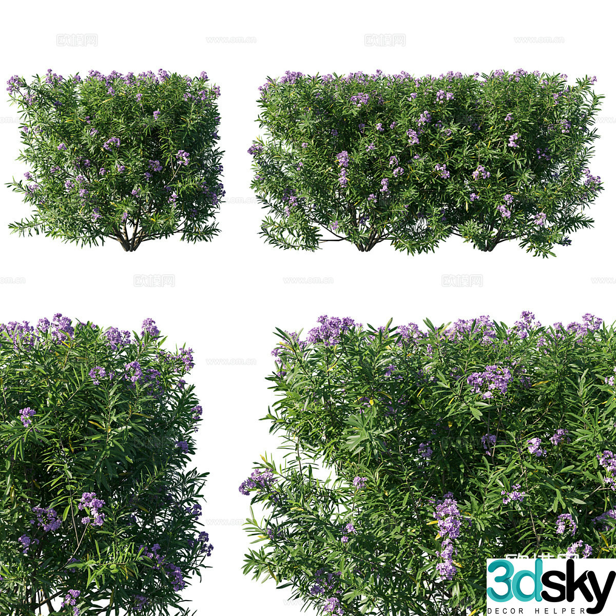 Oleander Plant 3D Model
