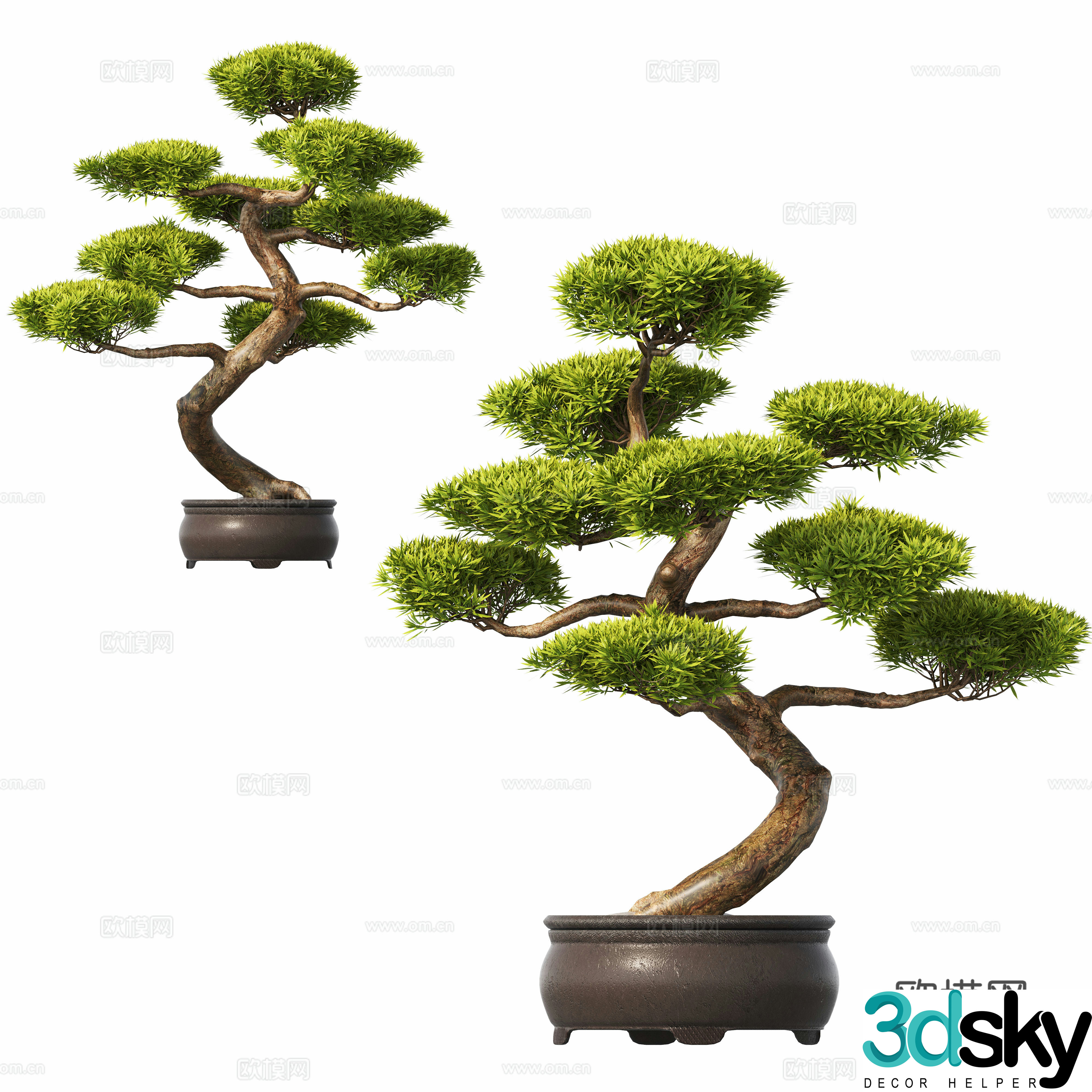 New Chinese potted plants pine bonsai 3d model