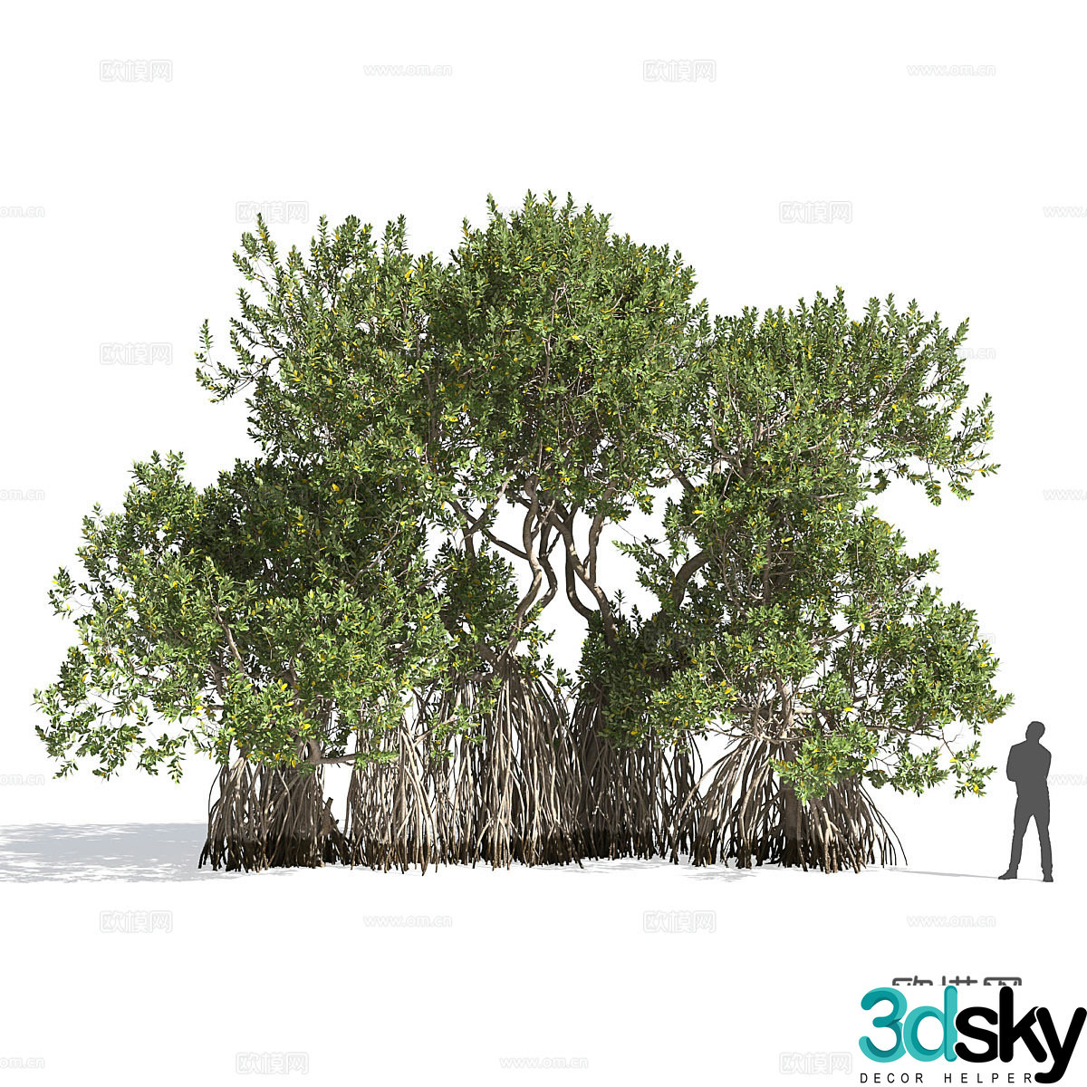 South African Trees 3D Model