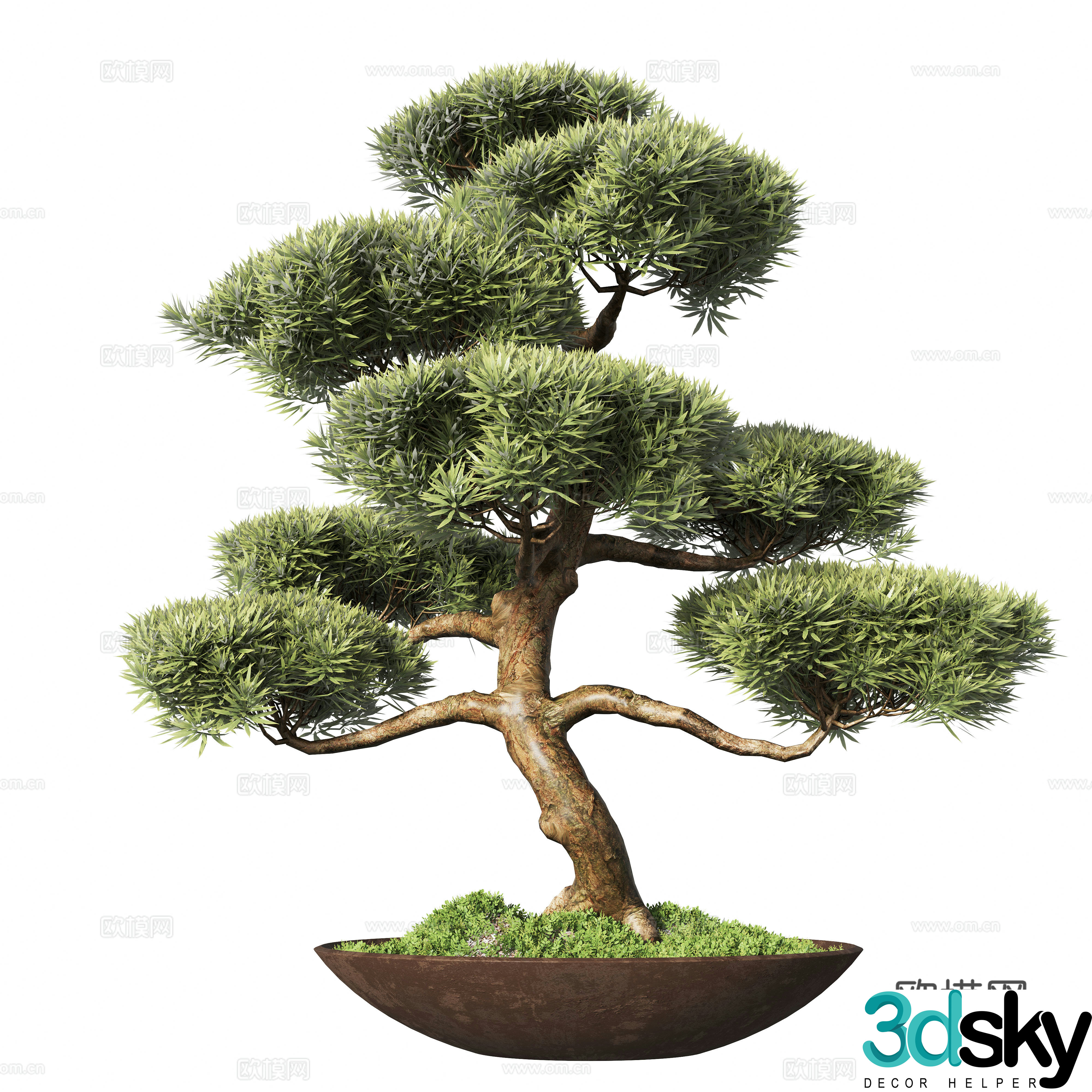 New Chinese potted plants pine bonsai 3d model