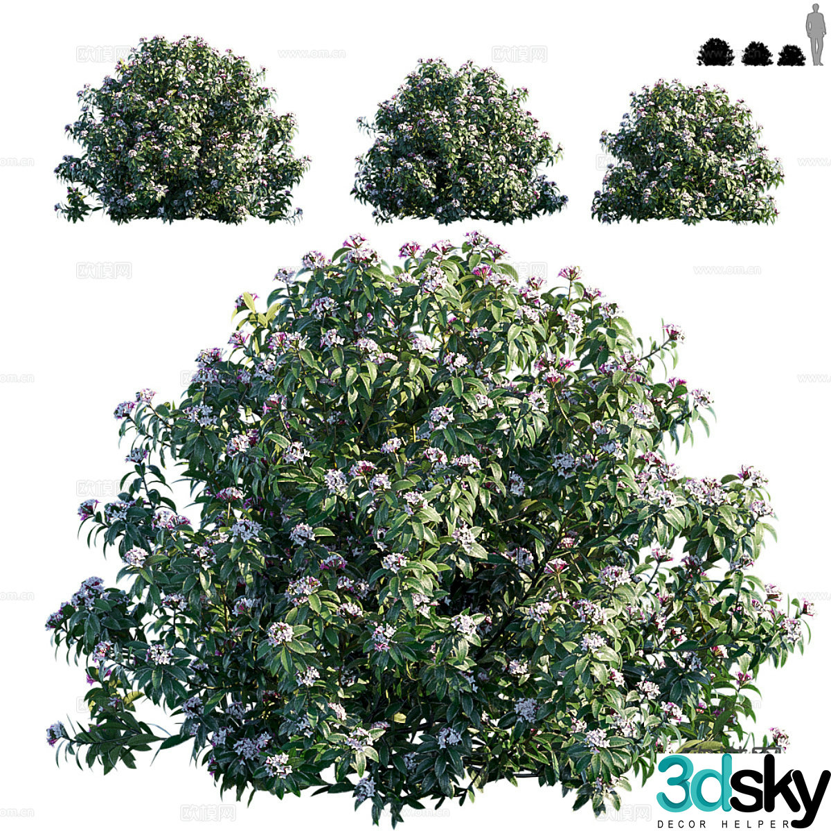 Flowering plant 3d model