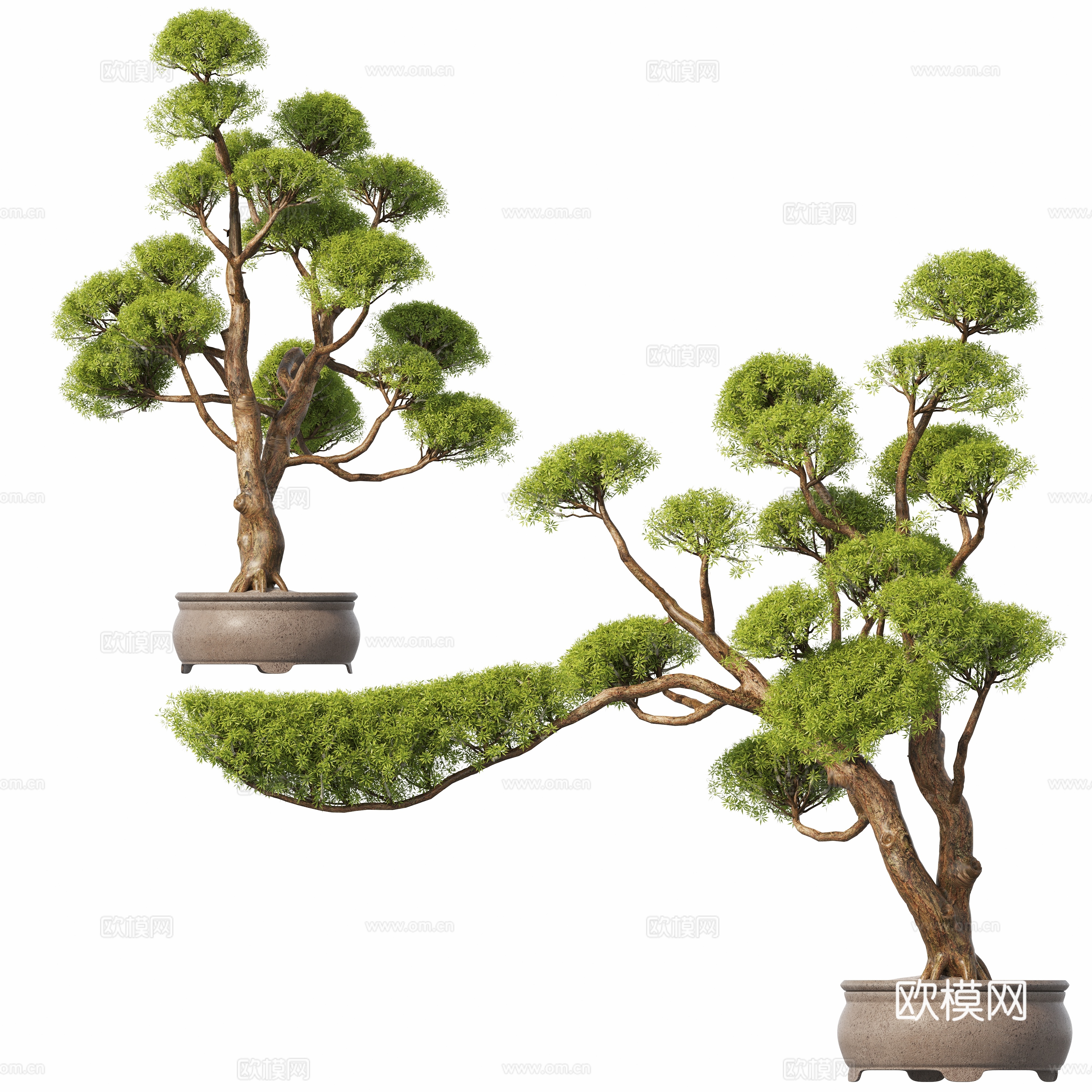 New Chinese potted plants pine bonsai 3d model