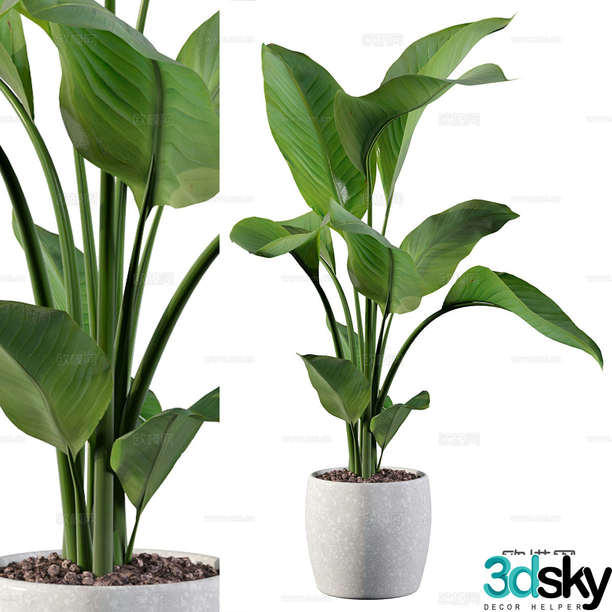 Green plant potted 3D model
