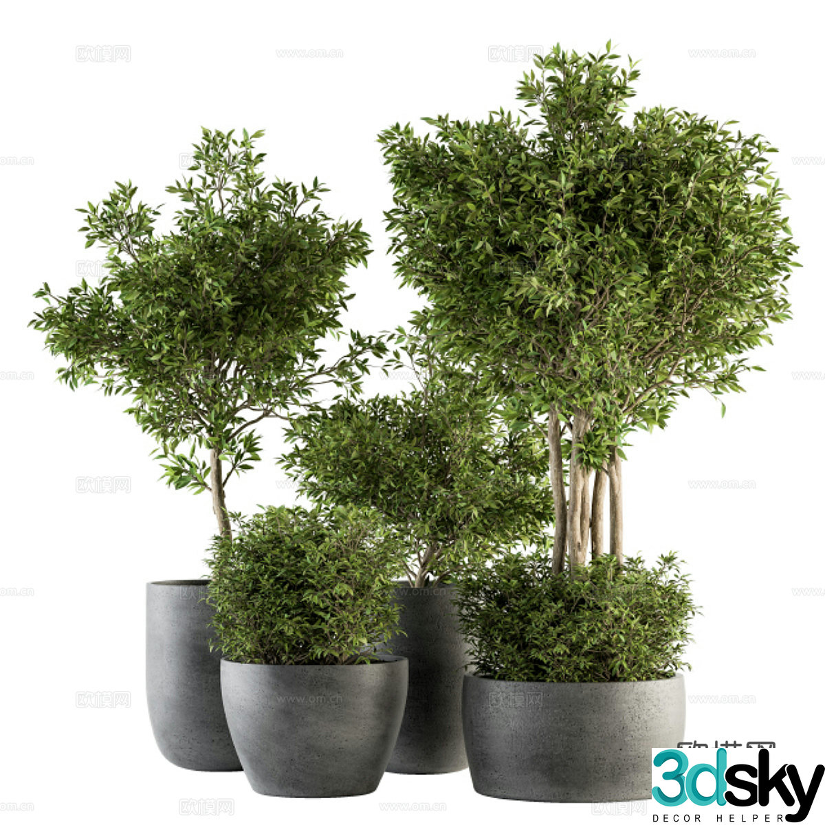 Green plant potted 3D model