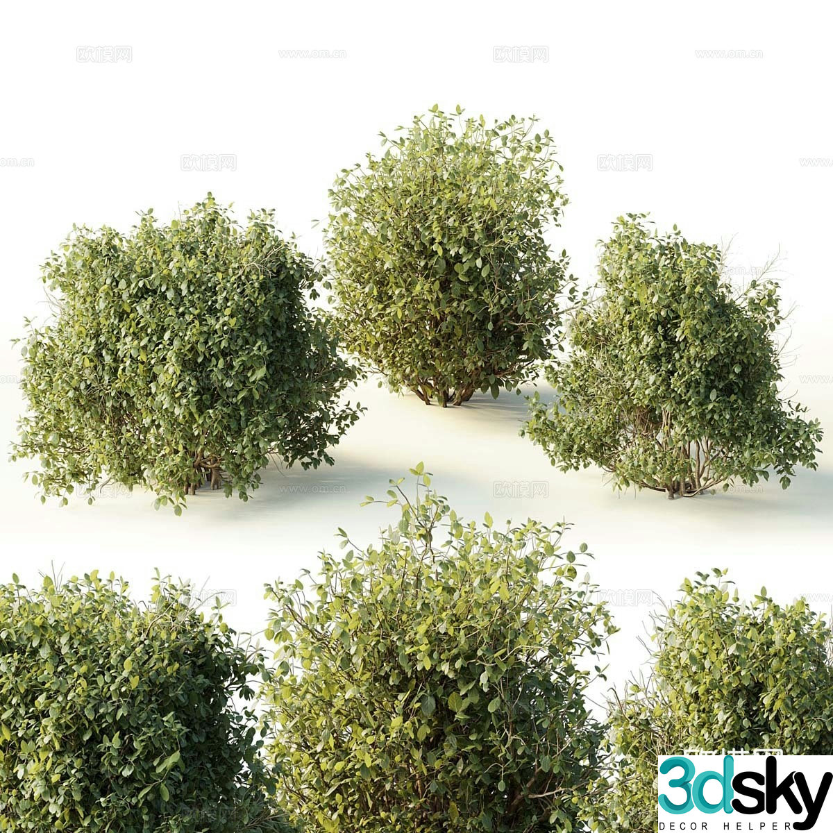 Dwarf plant 3d model