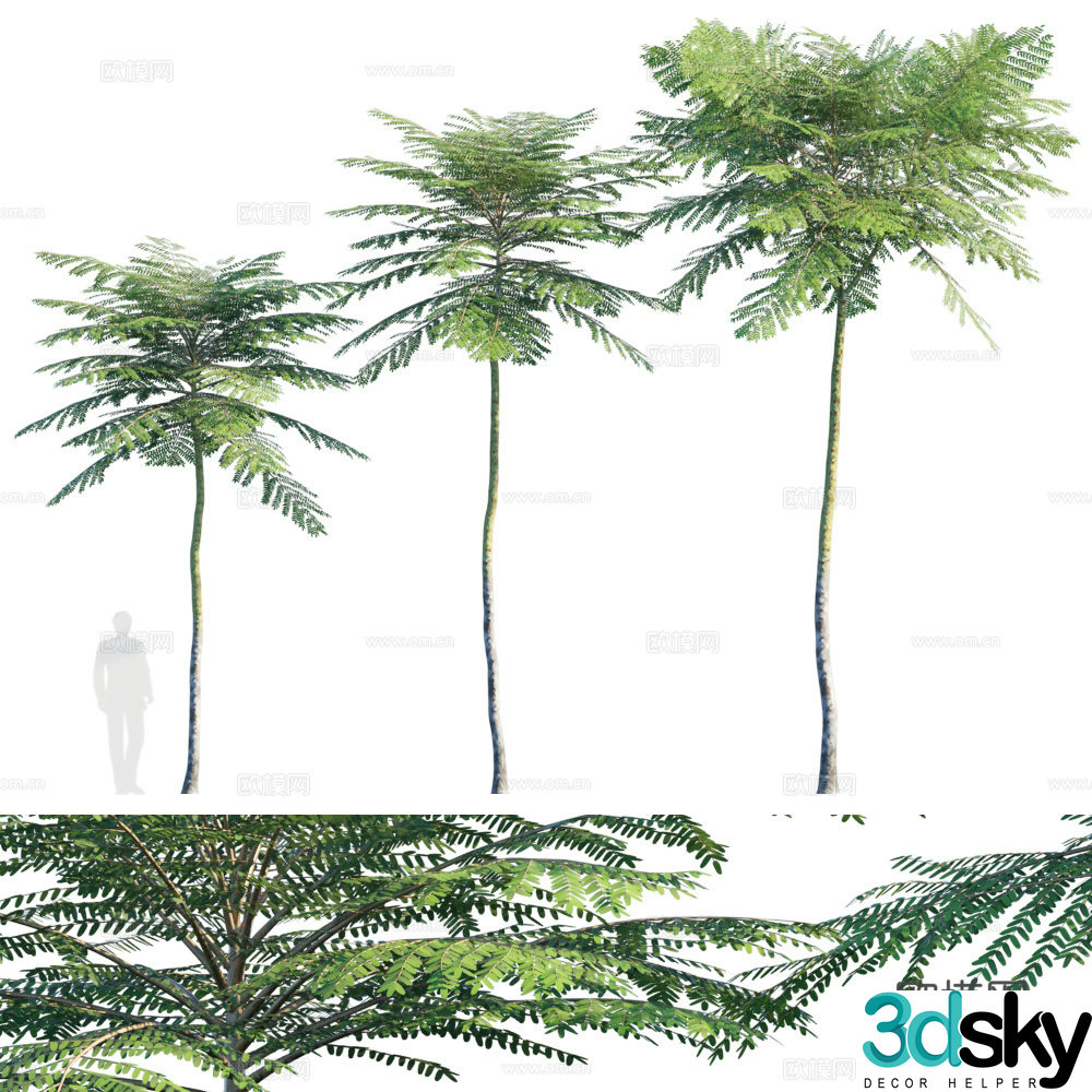 Brazilian Fire Tree 3D Model