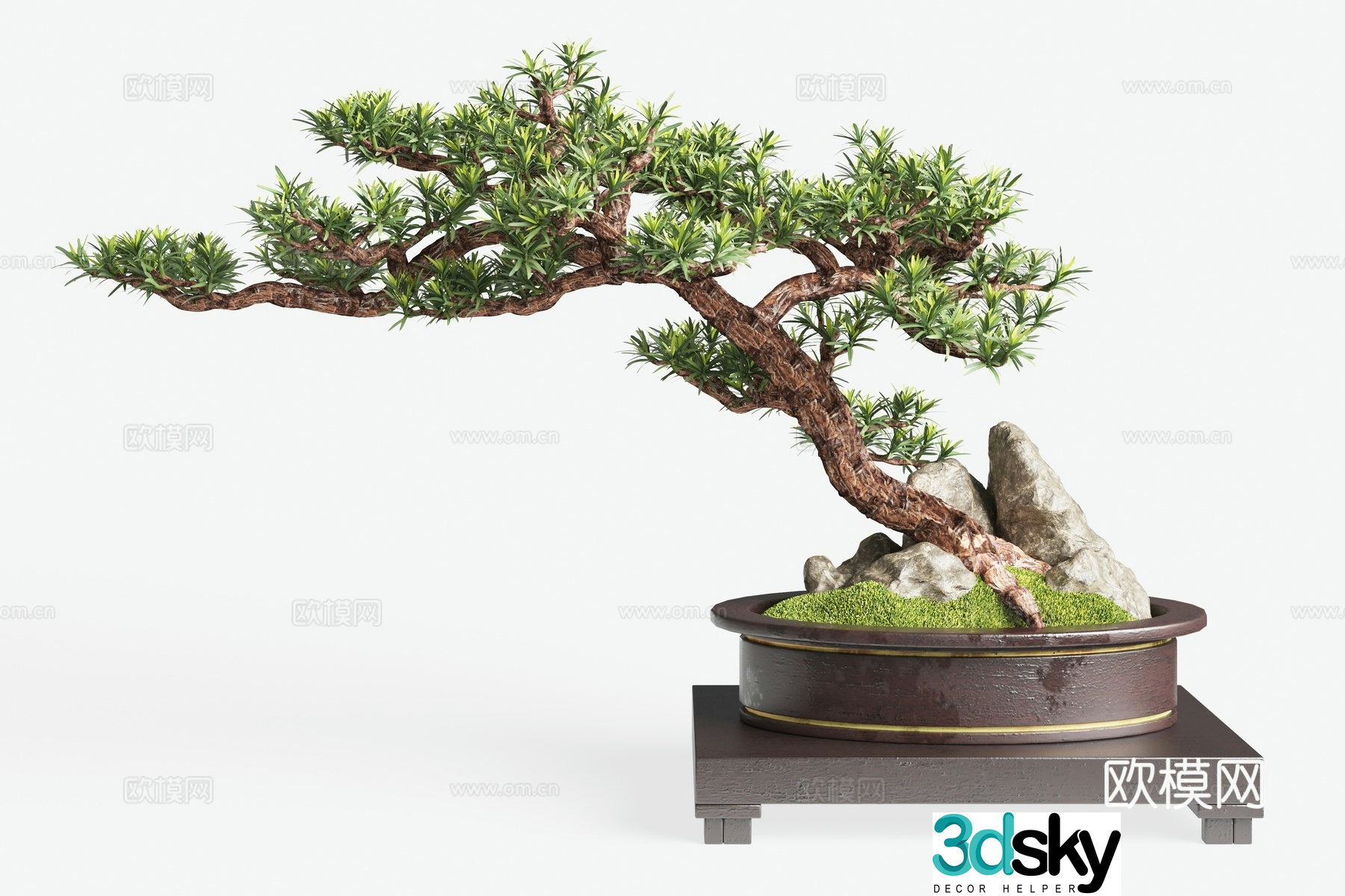 New Chinese potted plants pine bonsai 3d model