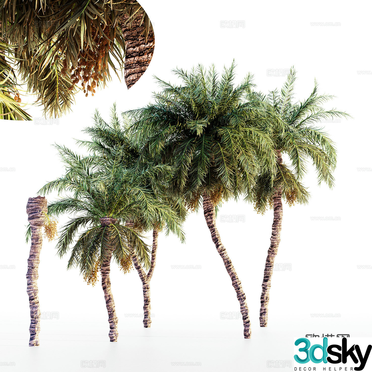 Date palm 3d model
