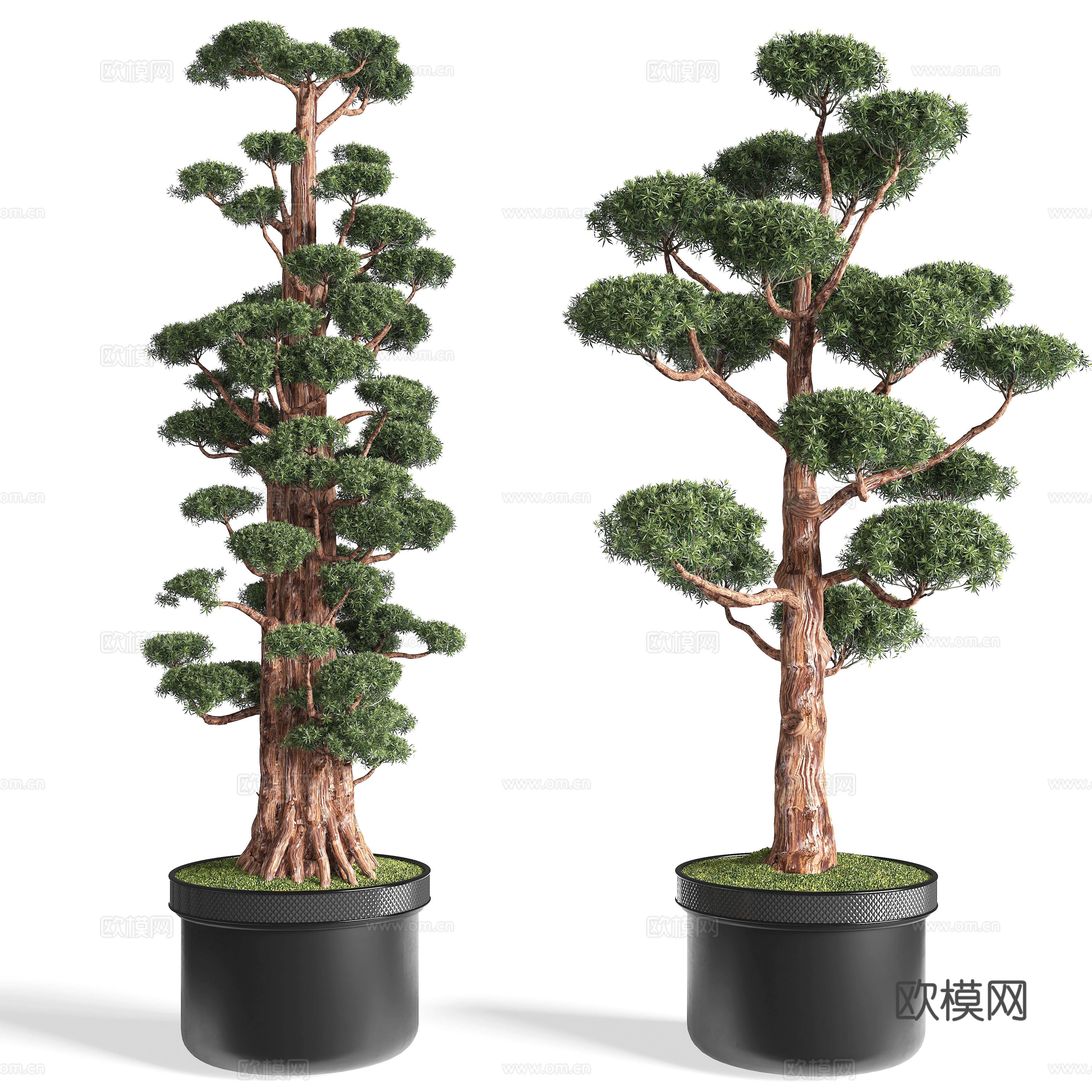 New Chinese potted plants pine bonsai 3d model