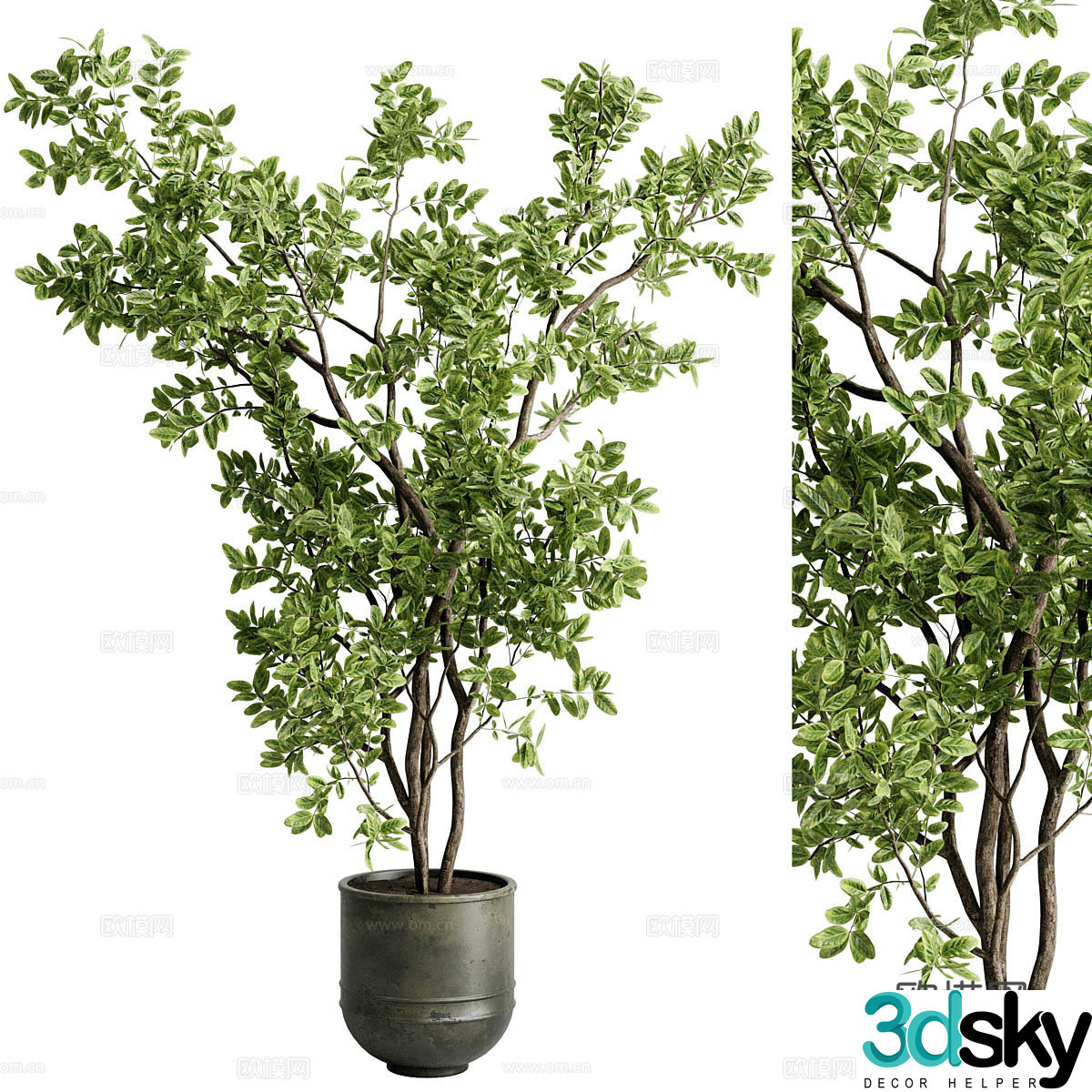 New Chinese style banyan branch potted plant 3D model