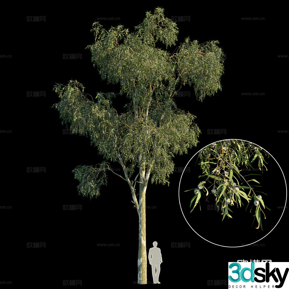 Blue Eucalyptus 3d model
