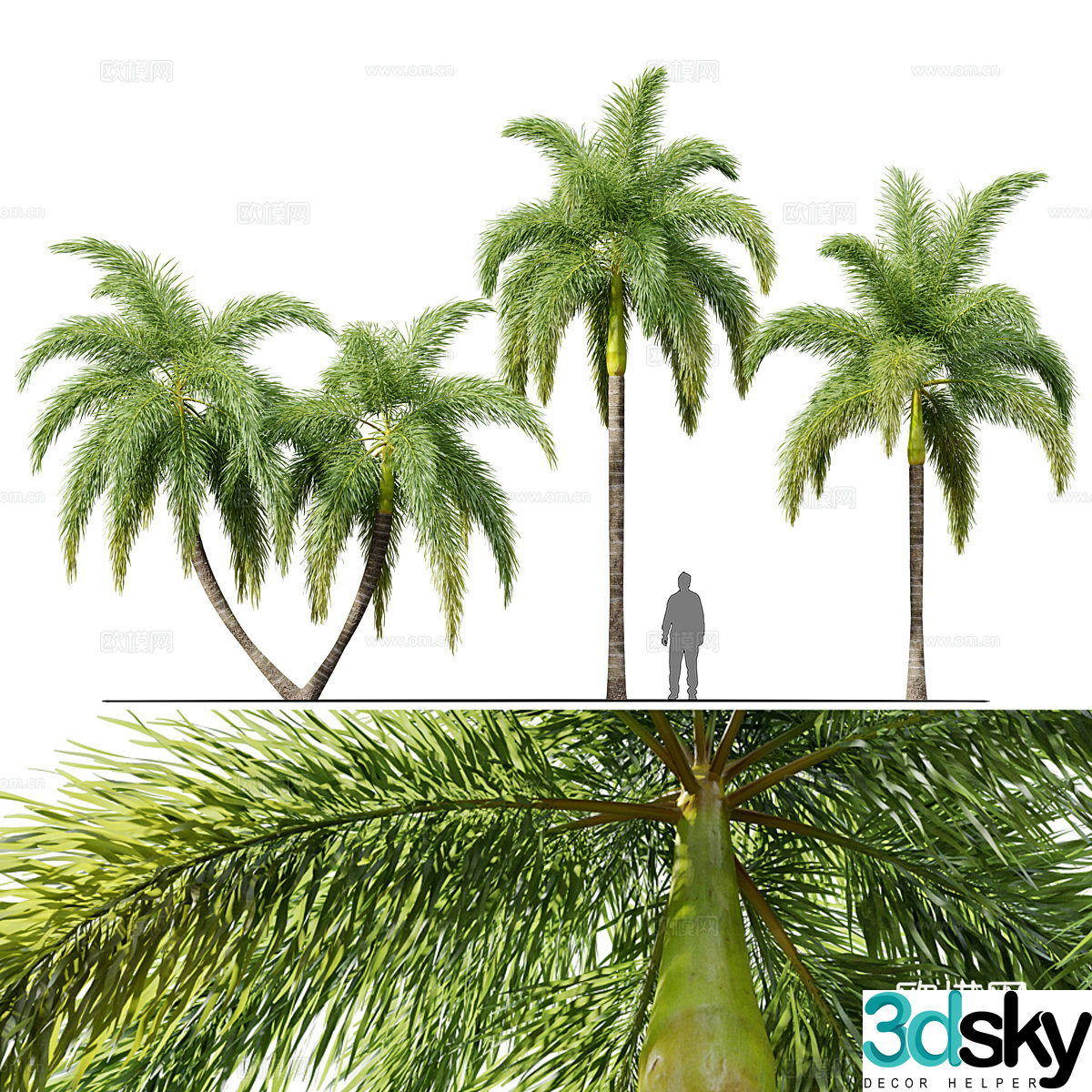 Palm tree 3d model