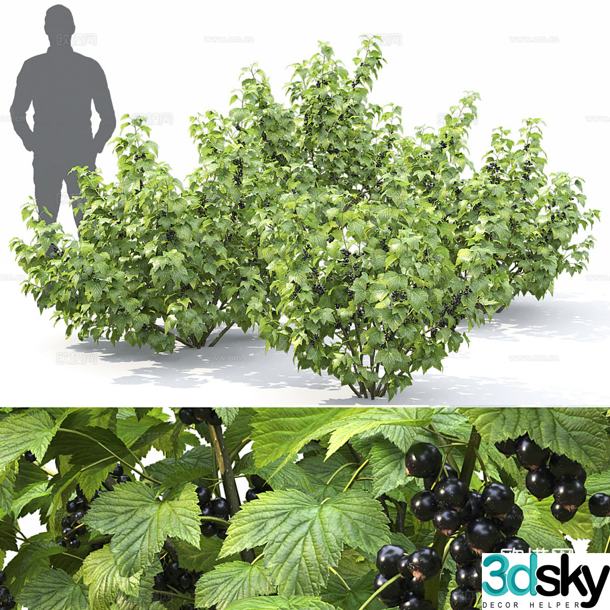 Gooseberry bush 3d model