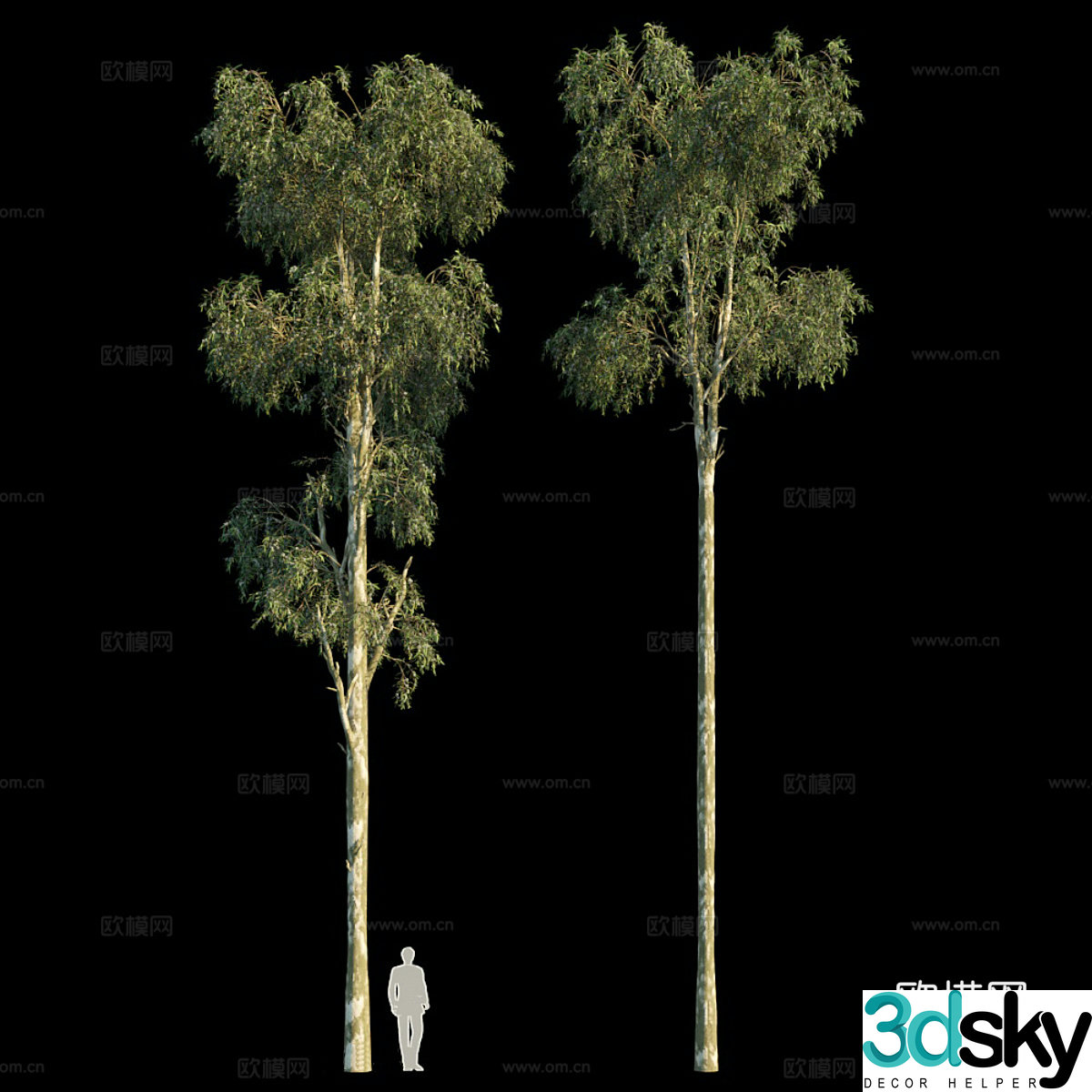 Eucalyptus 3d model